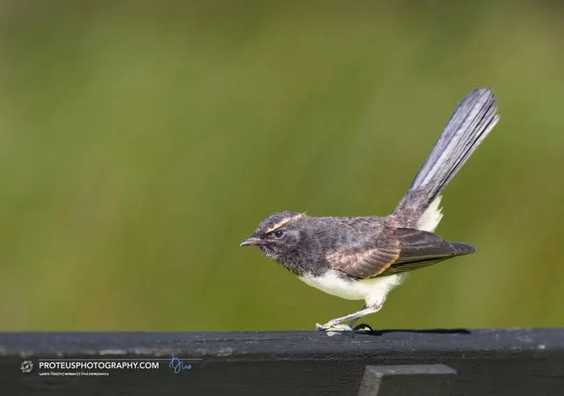 Willie wagtail (Rhipidura leucophrys). 
