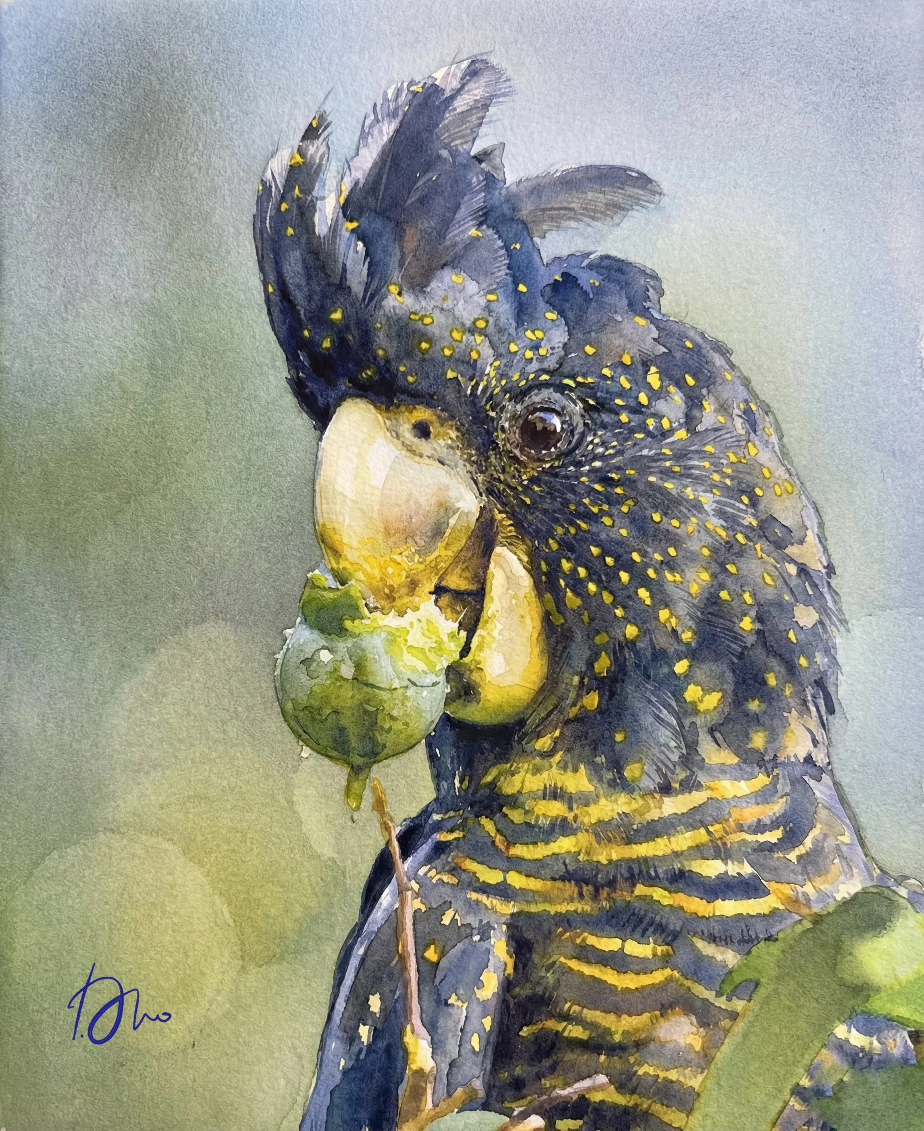 watercolour of red-tailed black cockatoo (Calyptorhynchus banksii)