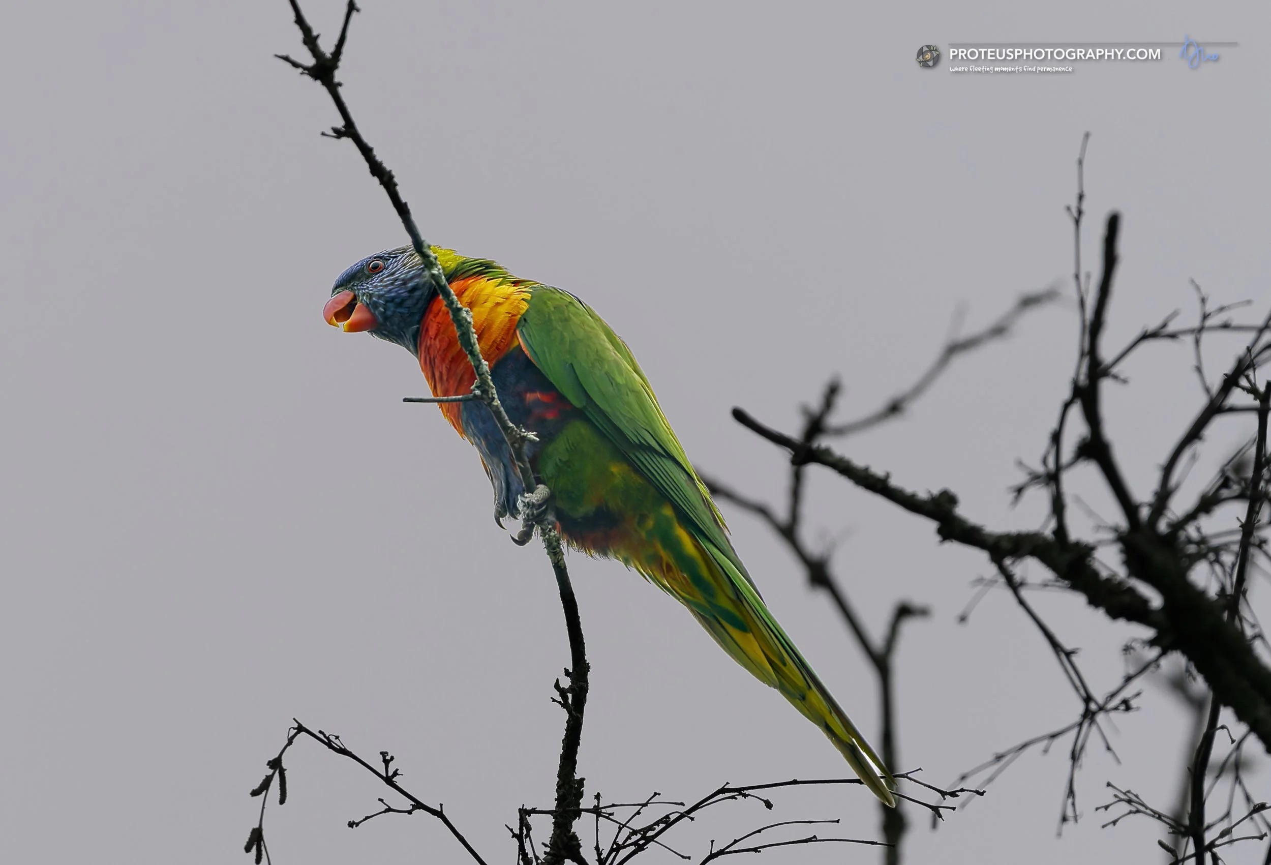 rainbow lorikeet (trichoglossus moluccanus)