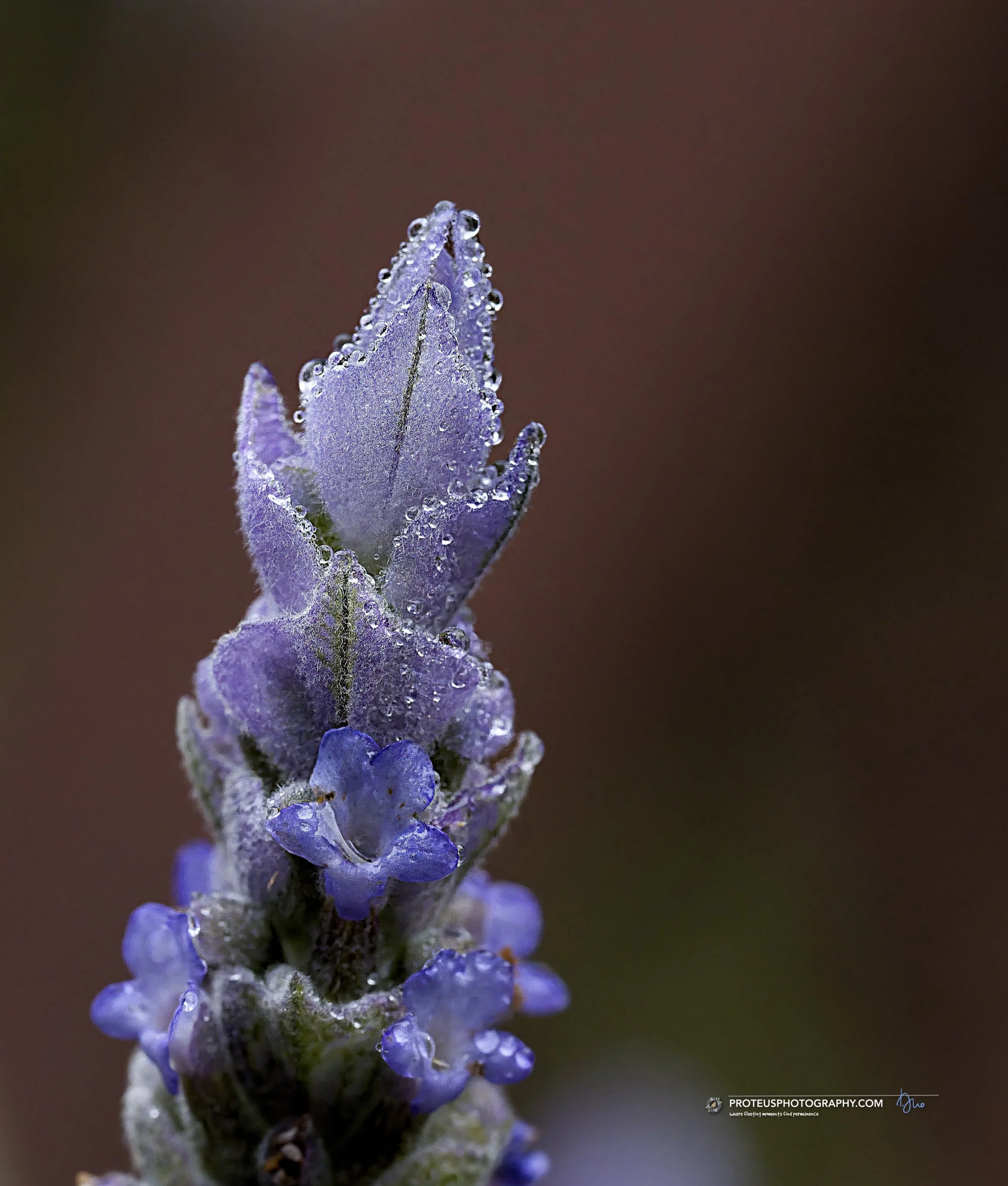 Lavender with some dew droplets (specifically from the genus Lavandula). It is highly recognizable by its tight spikes of purple, tubular flowers and aromatic, narrow foliage.