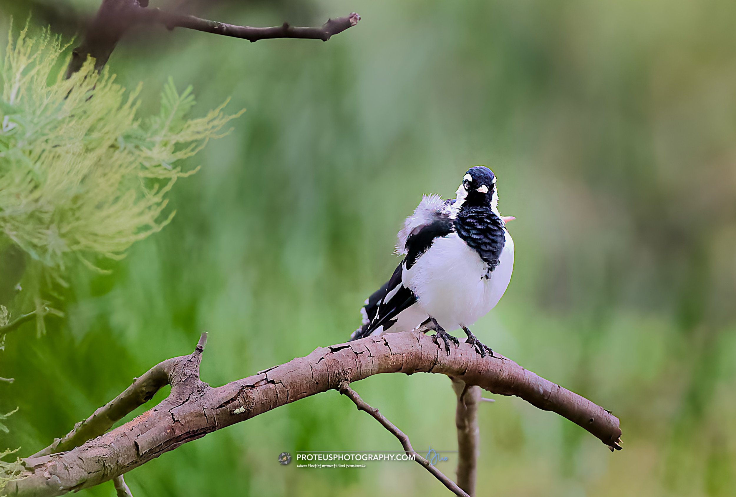 Magpie-larks (Grallina cyanoleuca)