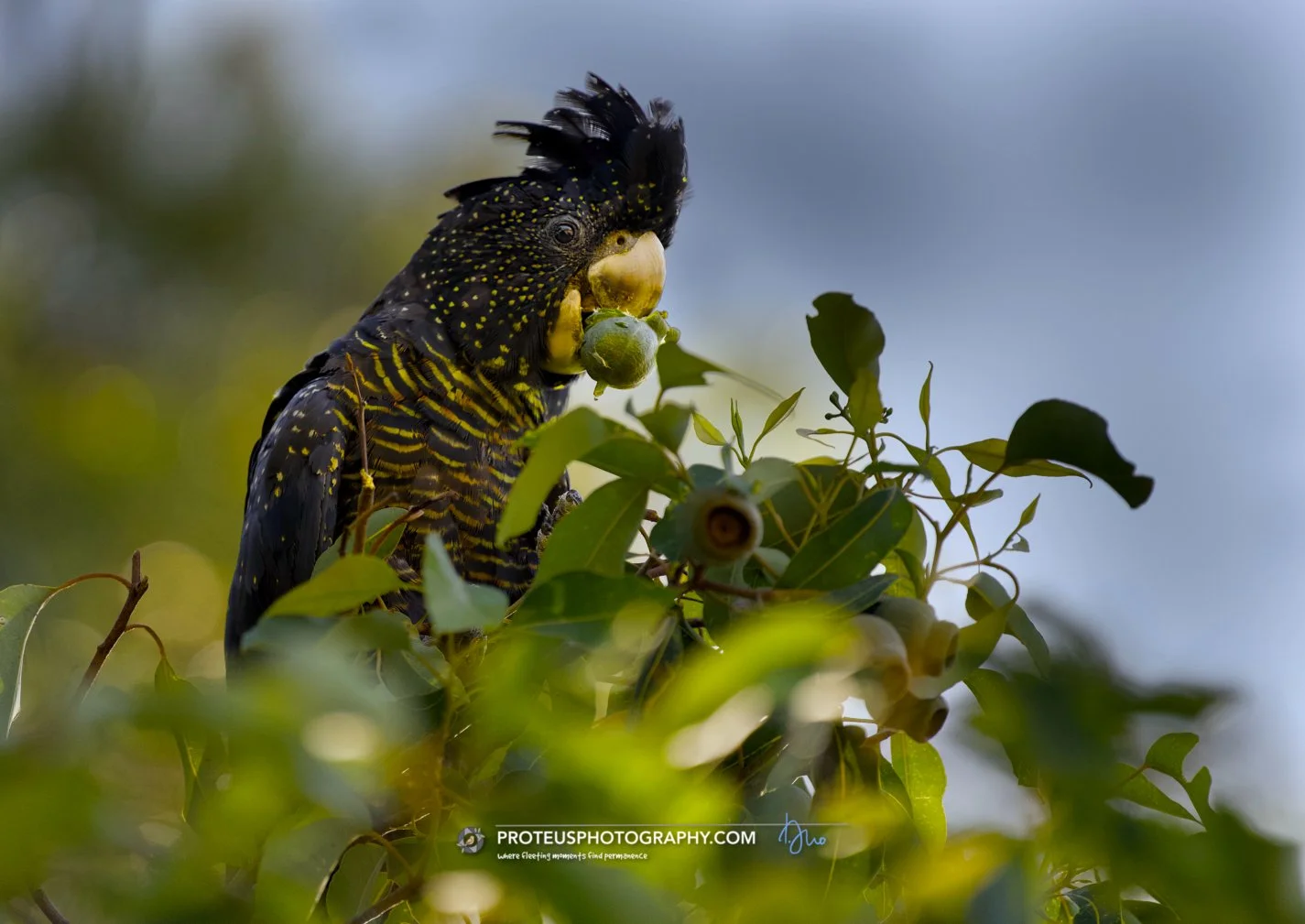 red-tailed black cockatoo (Calyptorhynchus banksii)