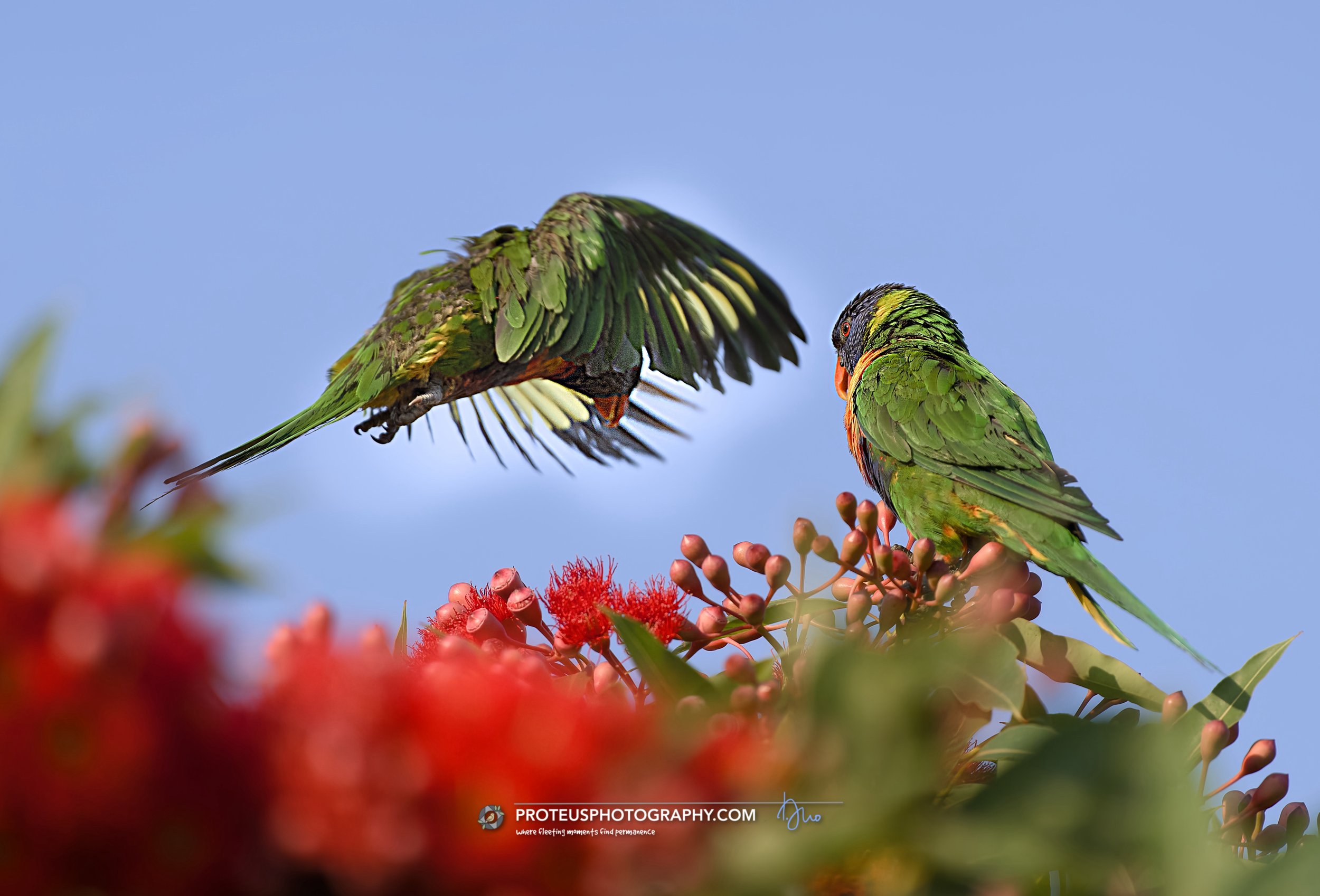 rainbow lorikeet (trichoglossus moluccanus)