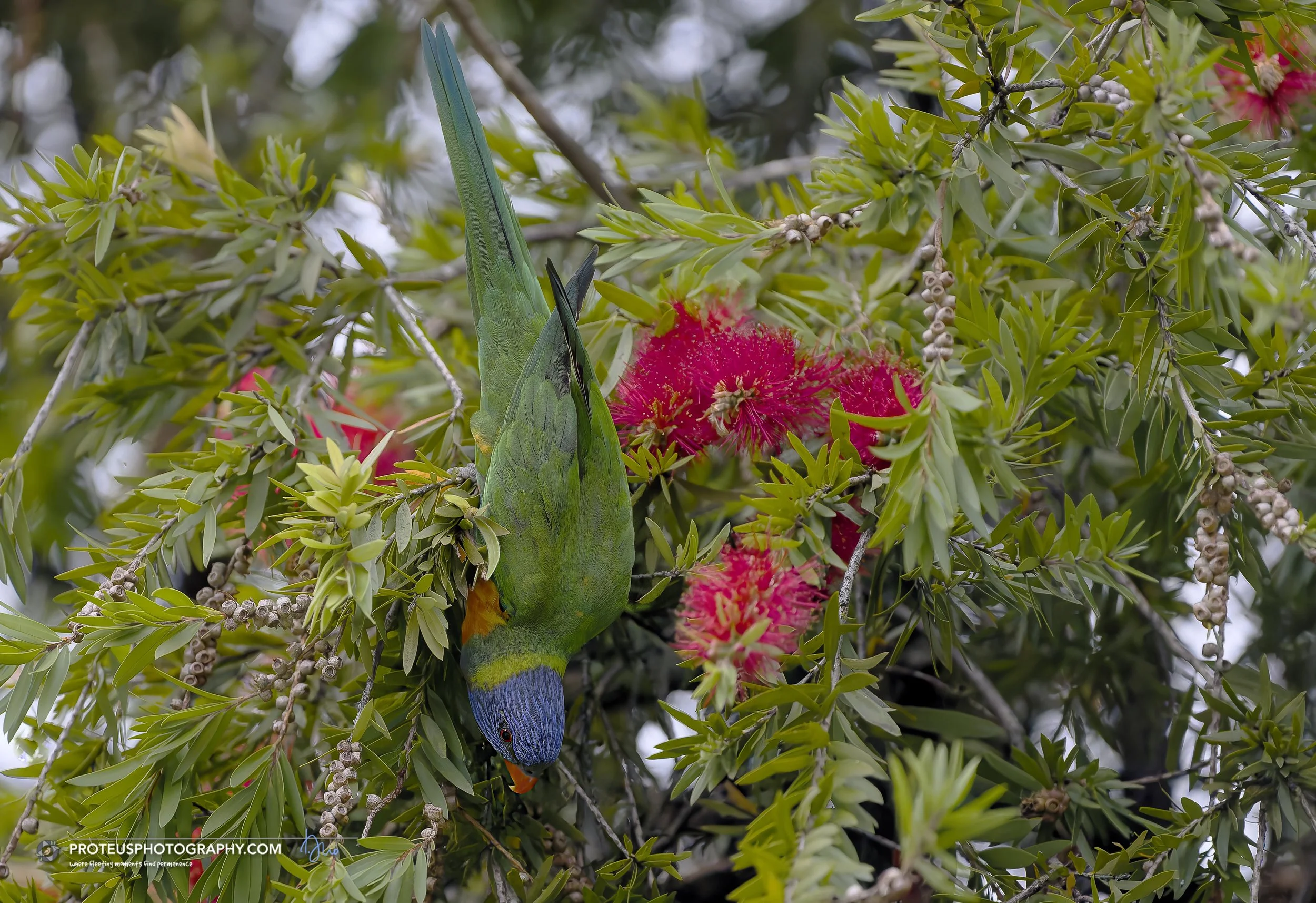 rainbow lorikeet (trichoglossus moluccanus)