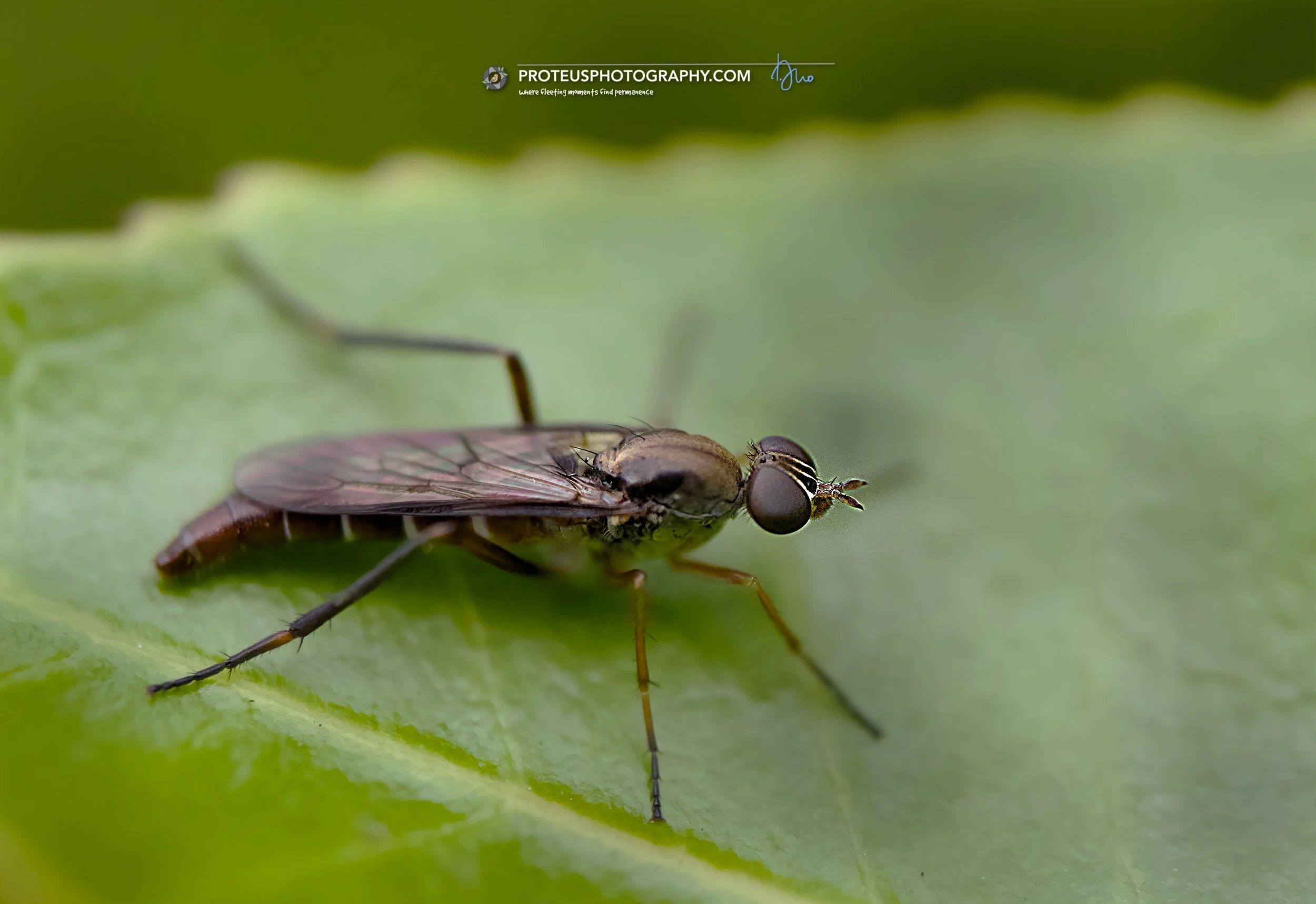 snipe fly (rhagionidae), has a slender body, sparse hair, and noticeably long legs; but still a fly