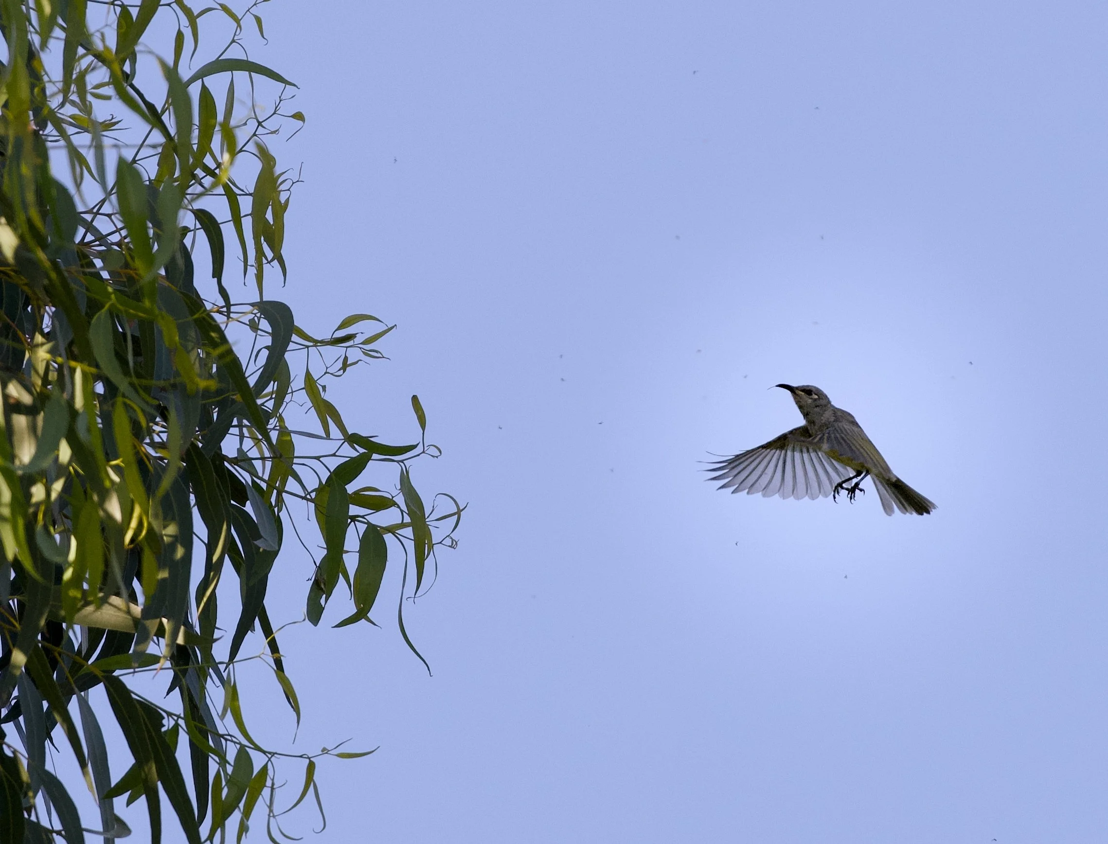 new holland honeyeater in flights