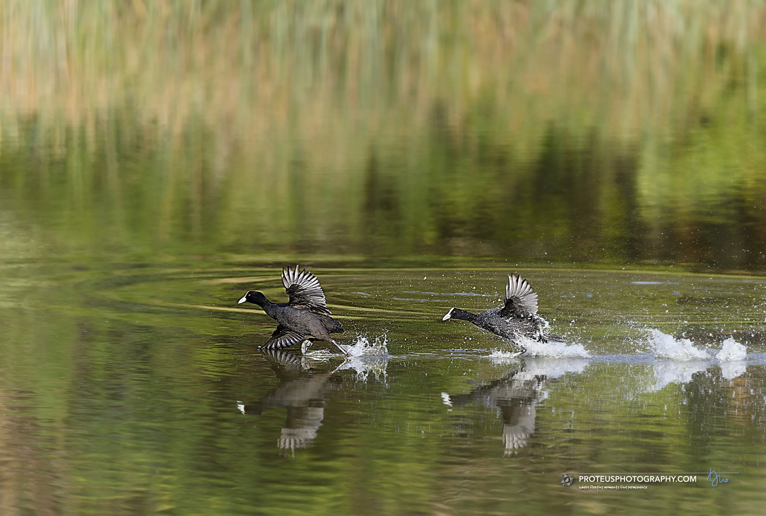 coots walking on water