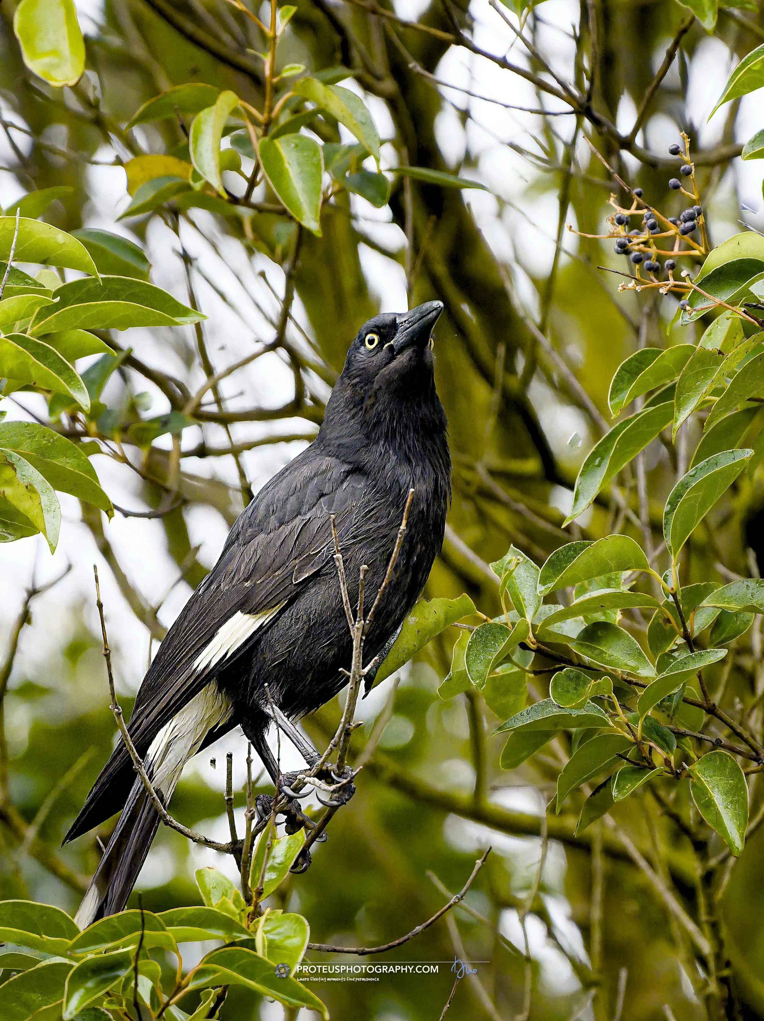 Pied Currawong (Strepera graculina). 