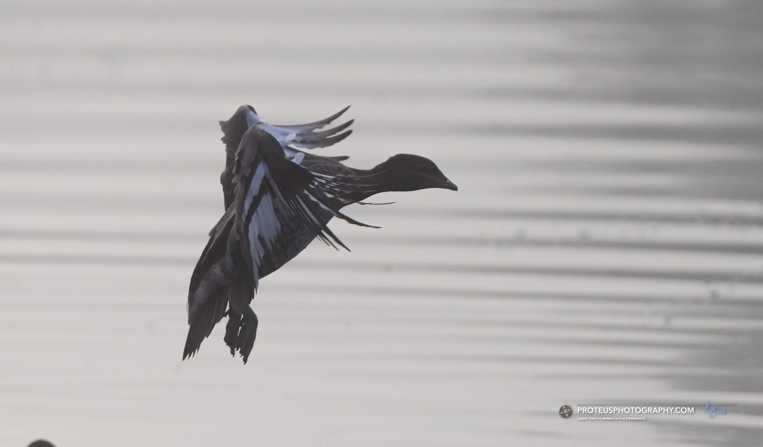 duck in flight