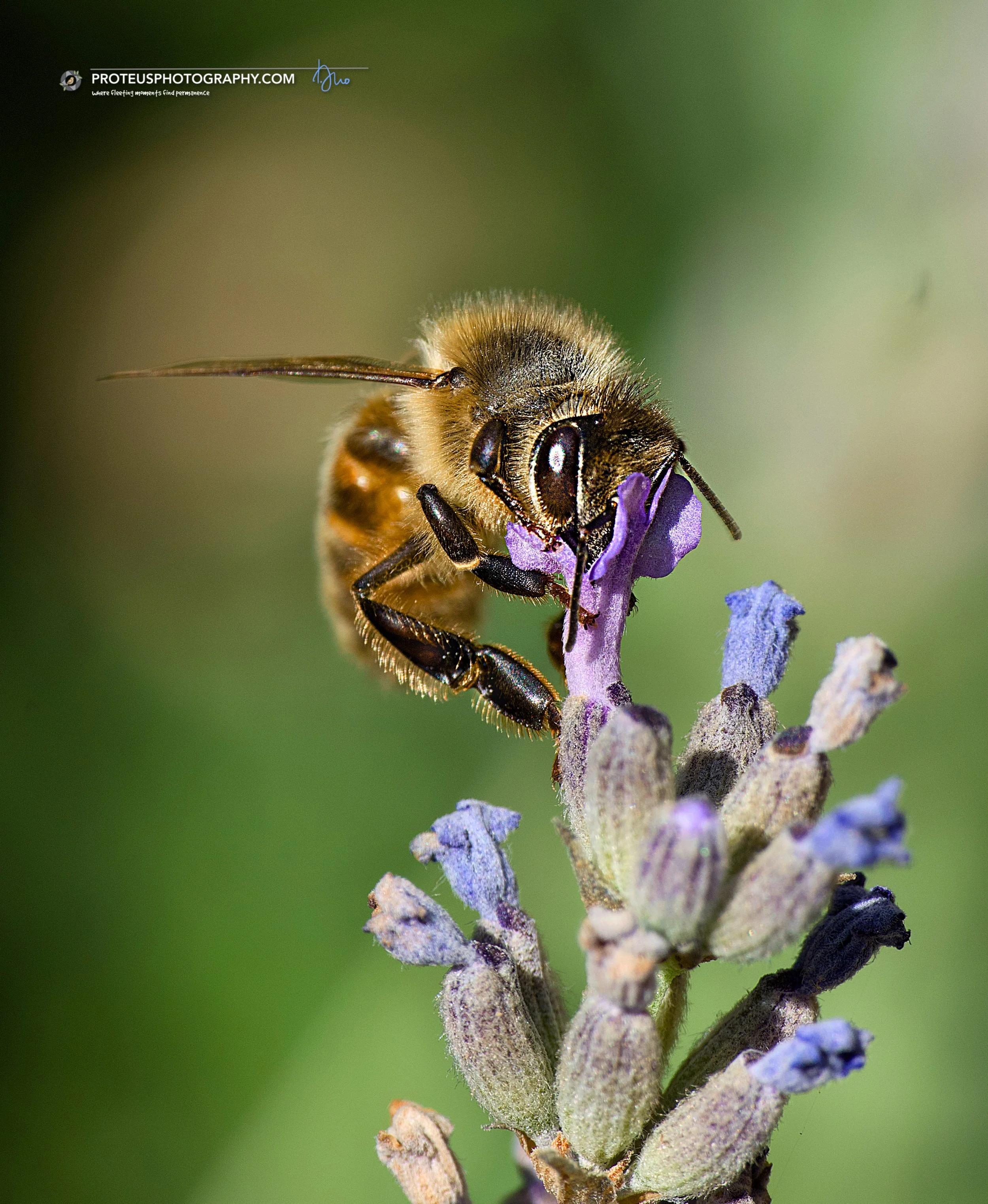 honey bee (apis mellifera) foraging amongst lavender