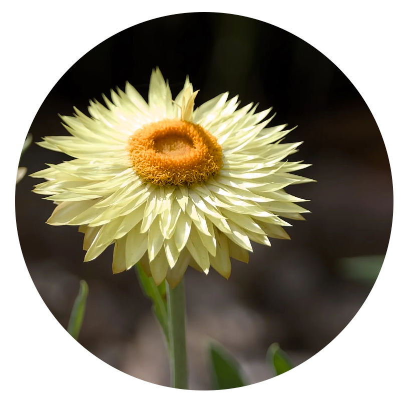 A cream-colored flower with a yellow and orange center, resembling a sunflower, with a green stem and leaves, against a dark background.