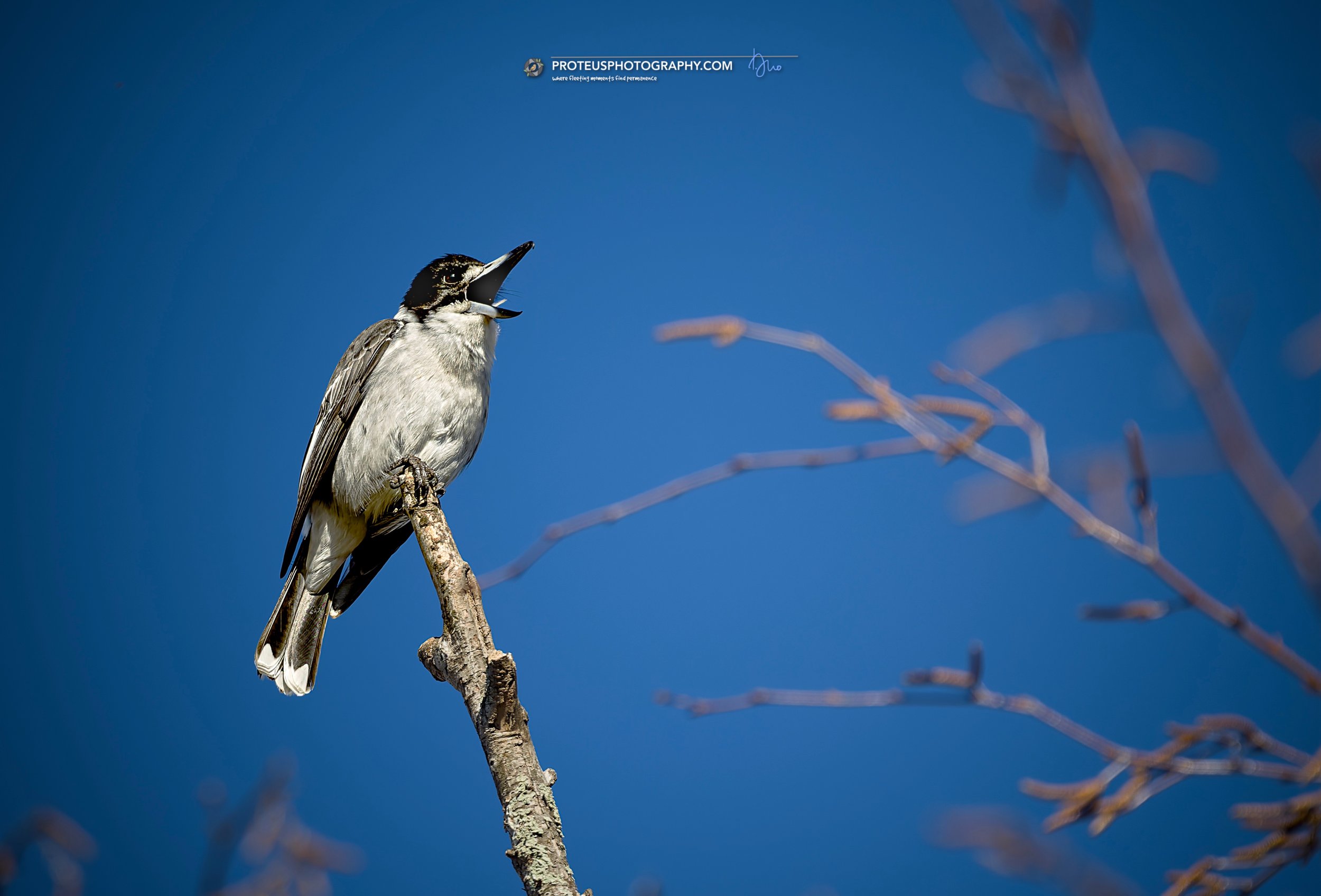 Grey Butcherbird (Cracticus torquatus)