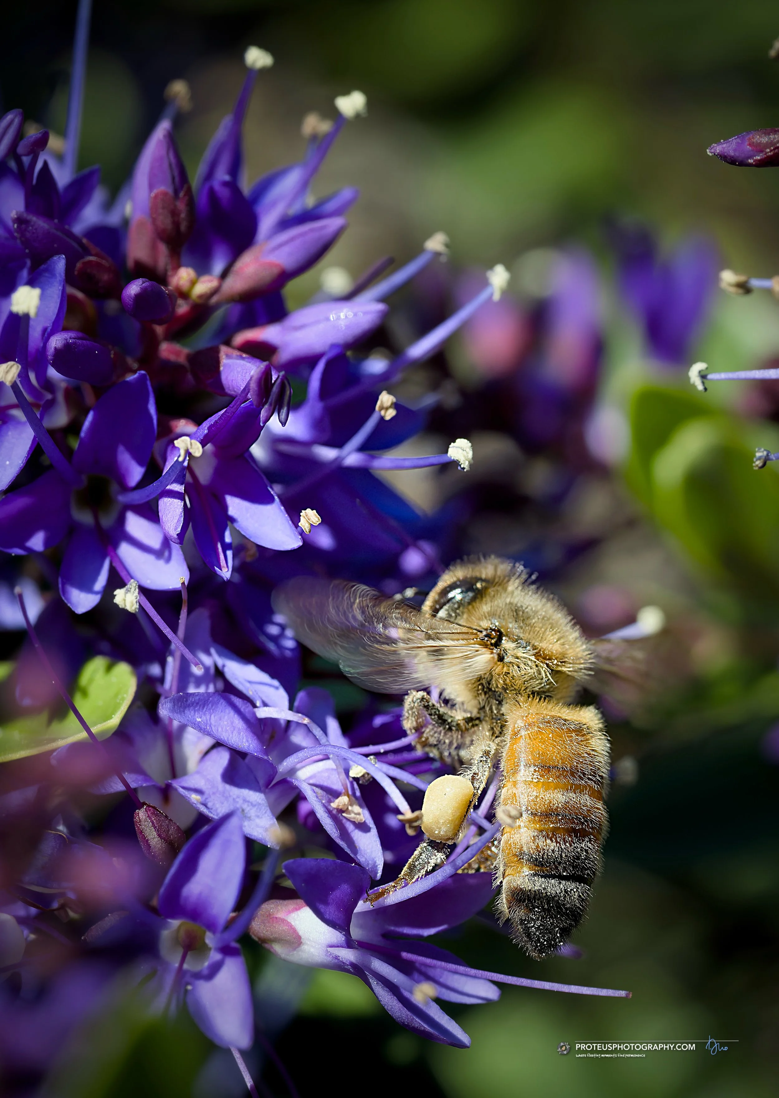 honey bee (apis mellifera)