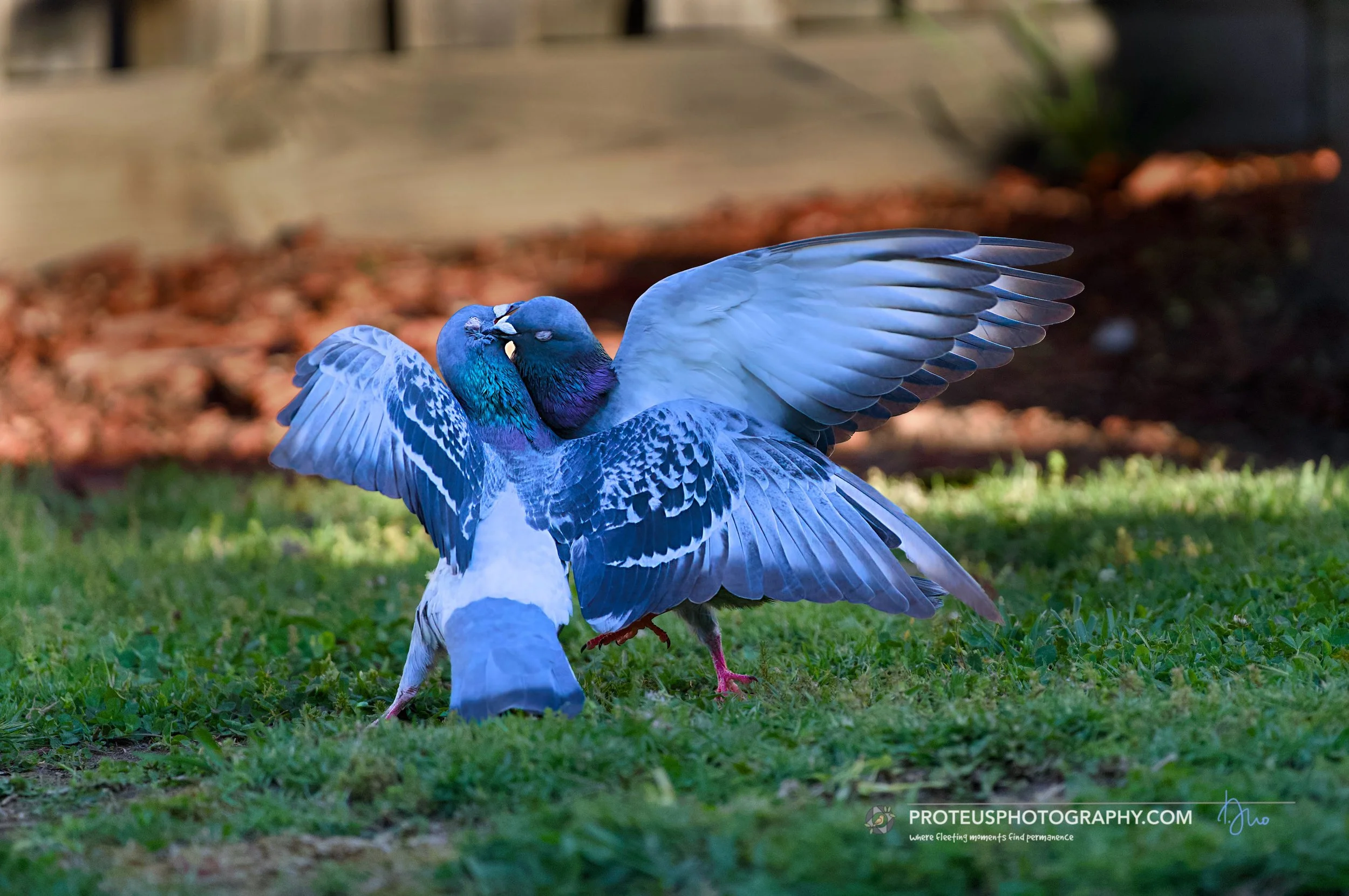 pigeon fight