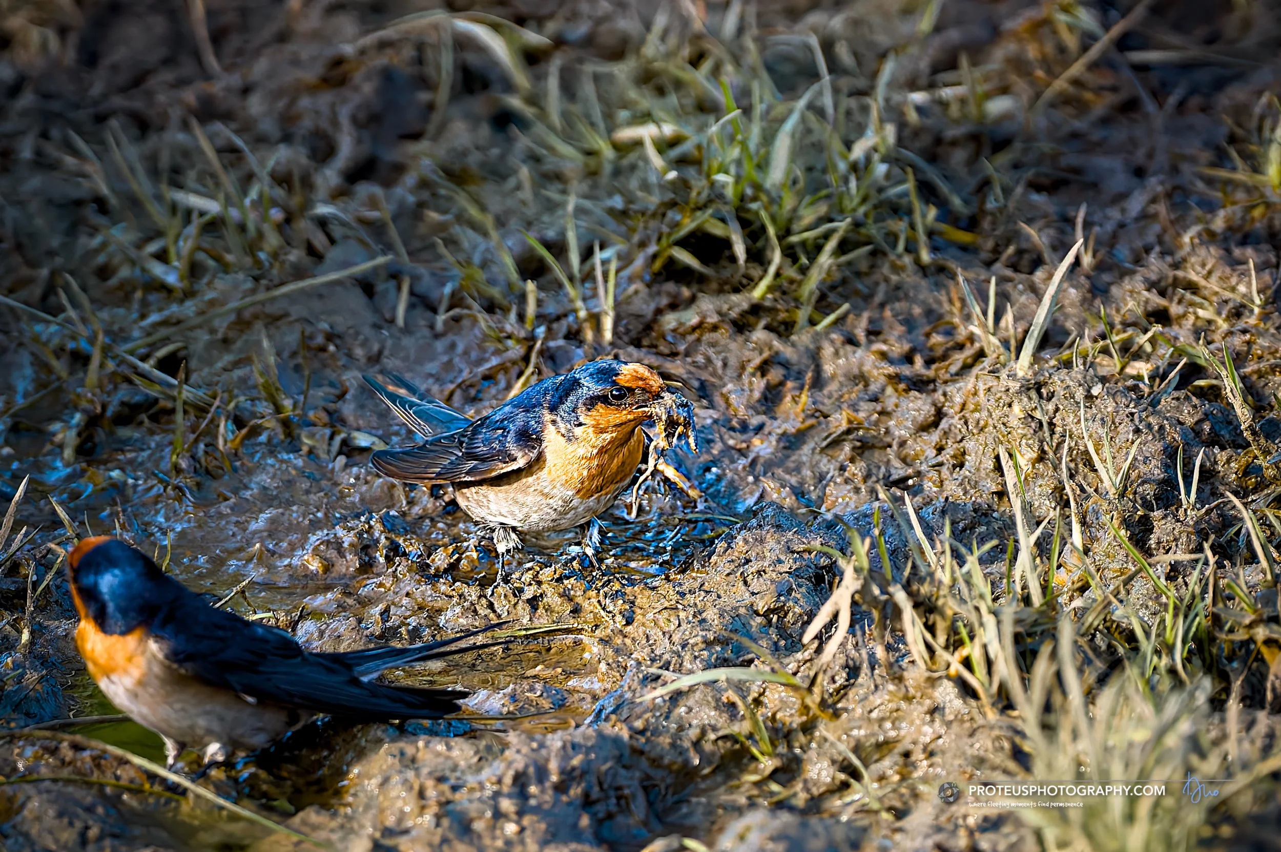 welcome swallow (Hirundo neoxena) 