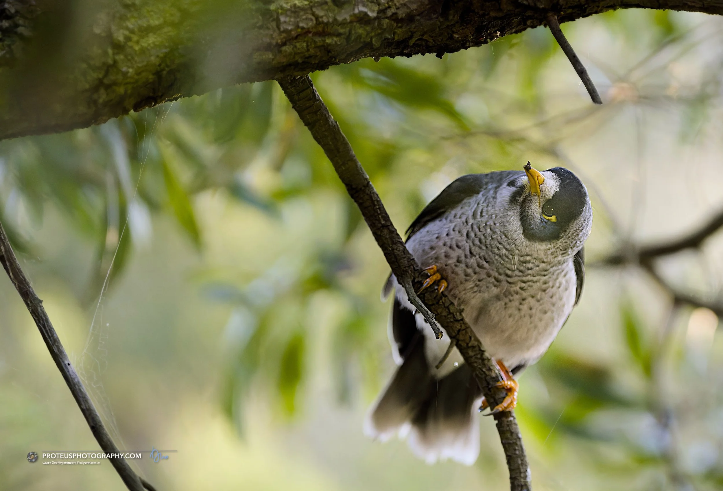 noisy miner
