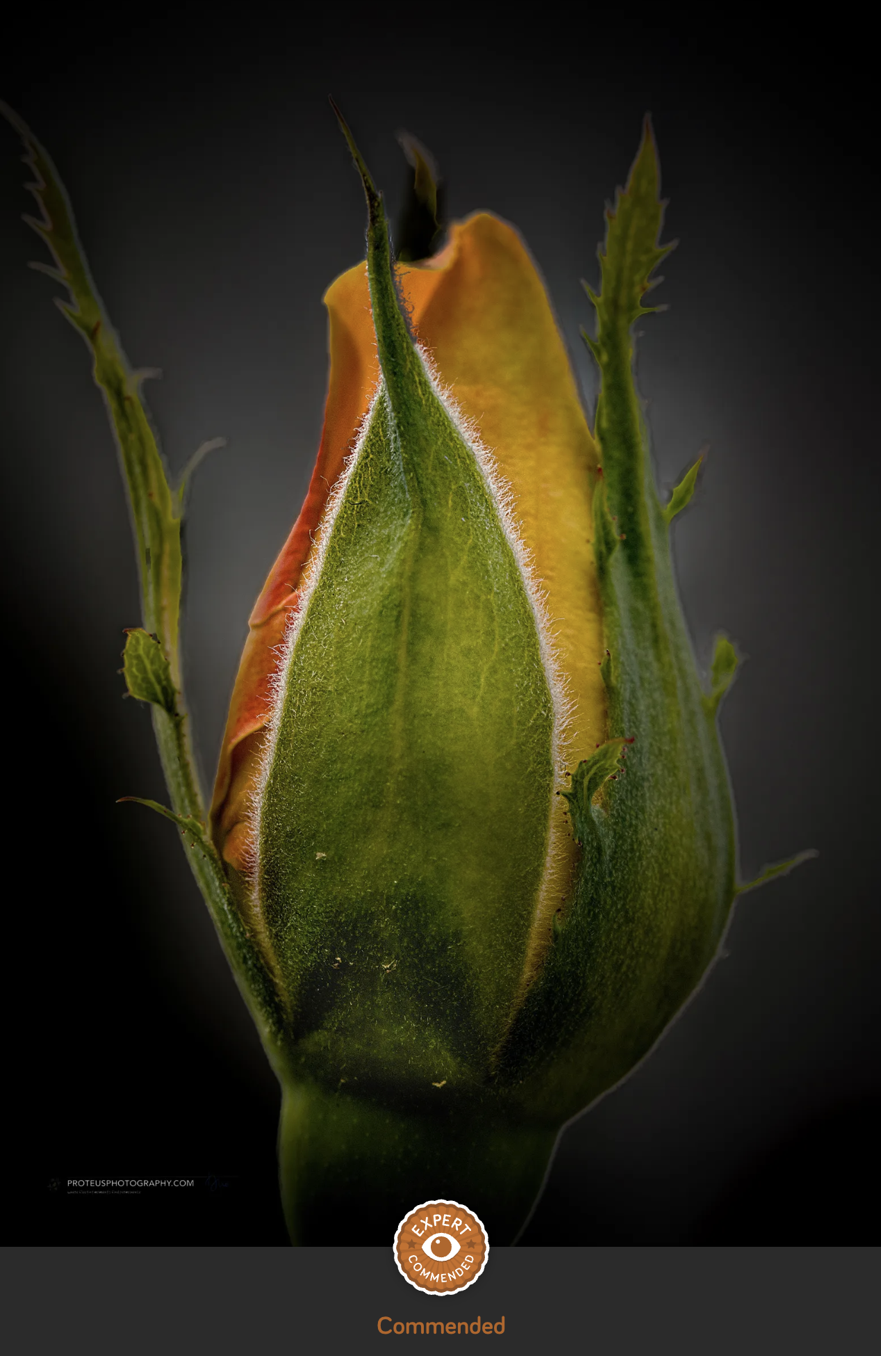 single rose bud