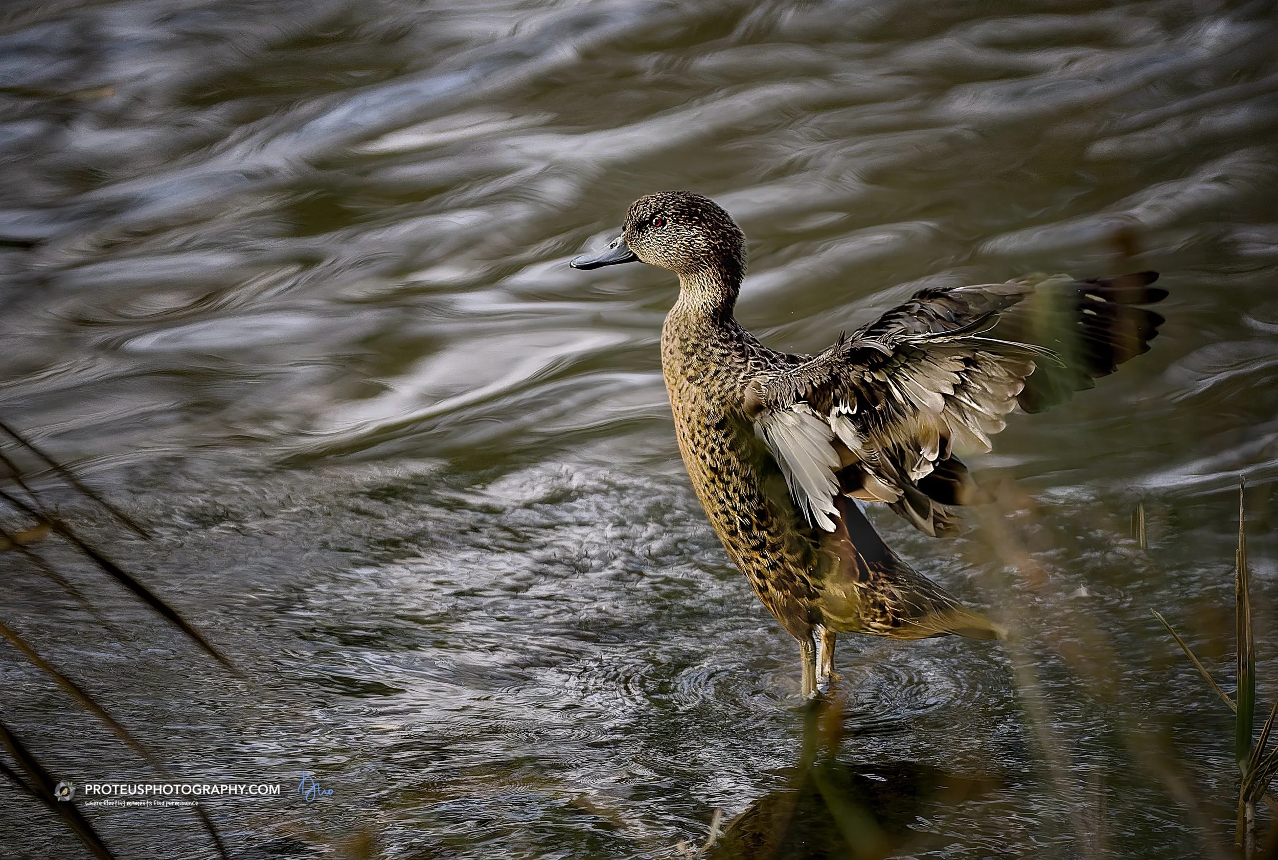 A duck floating on water with ripples, facing to the left.