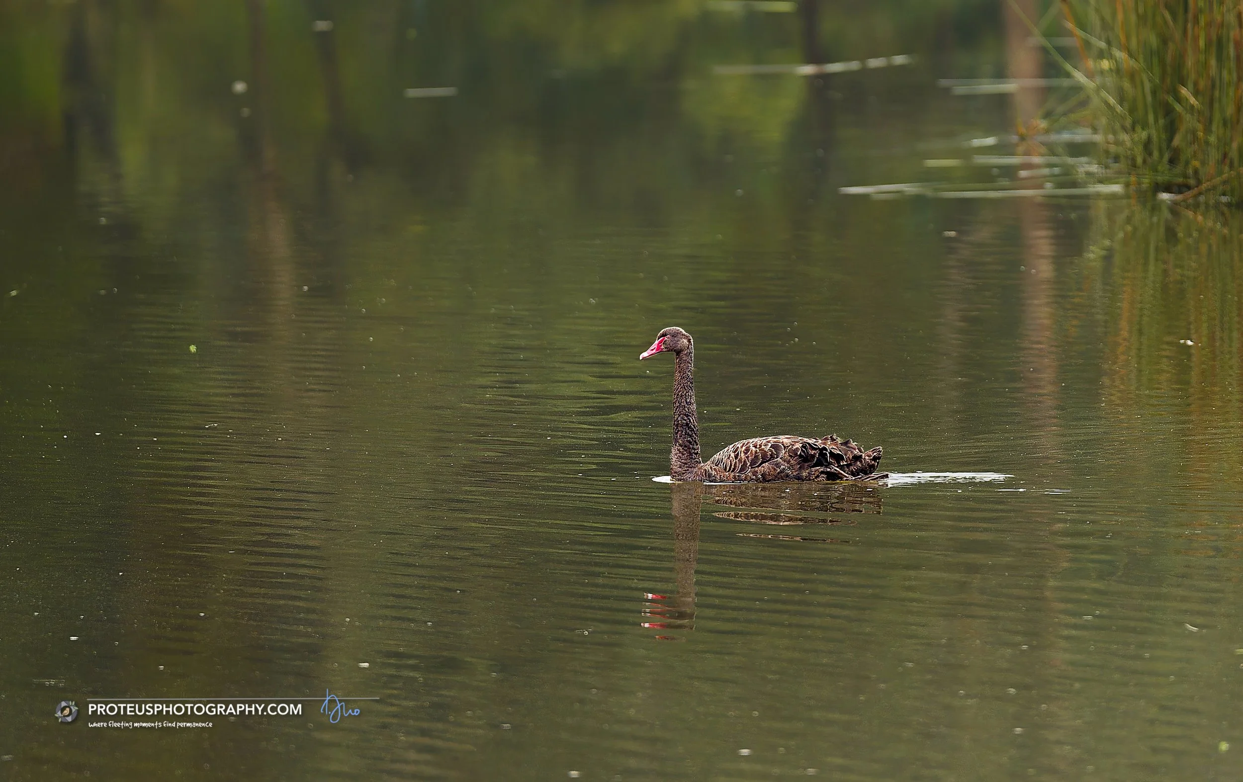 black swan (Cygnus atratus) 
