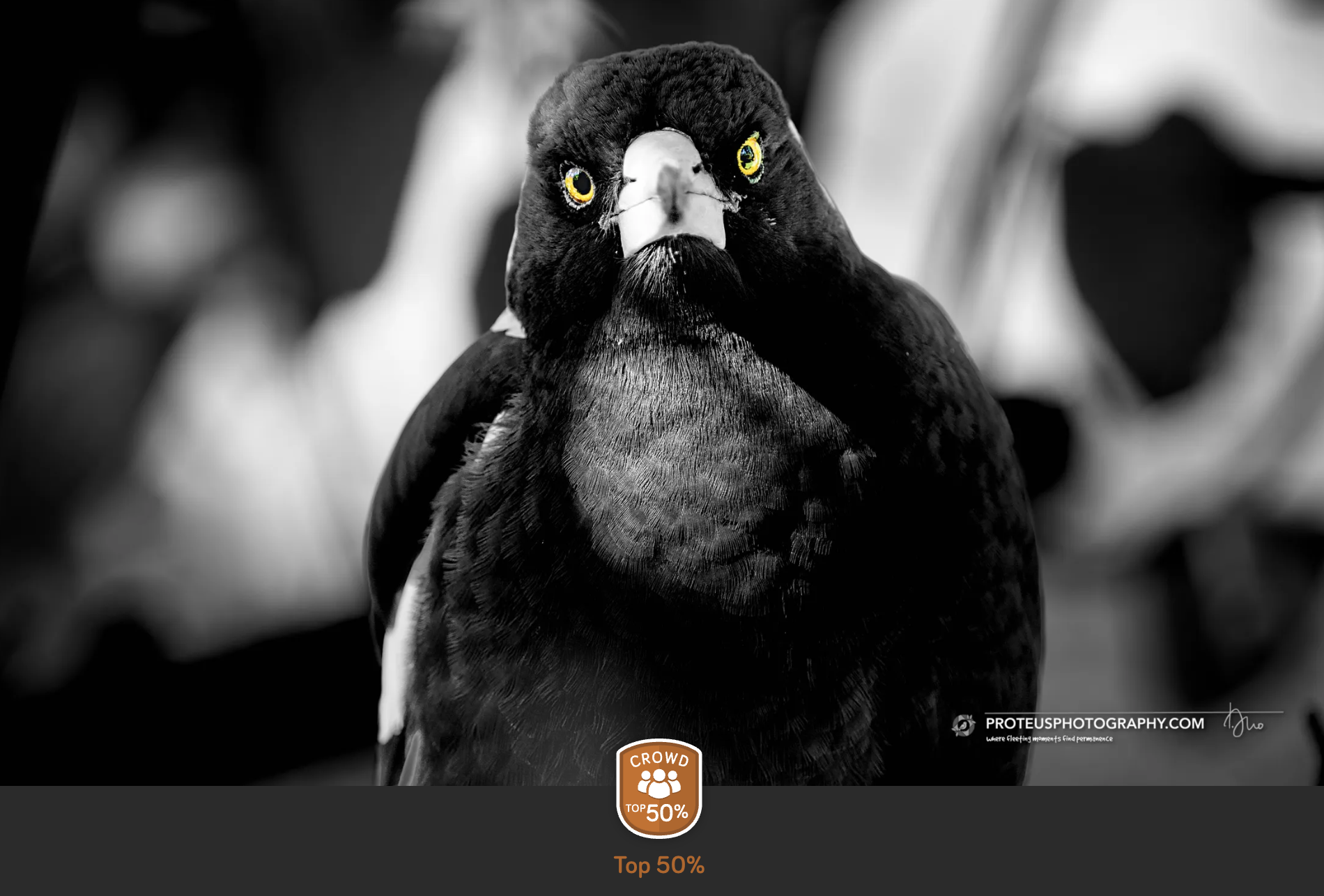 currawong stare