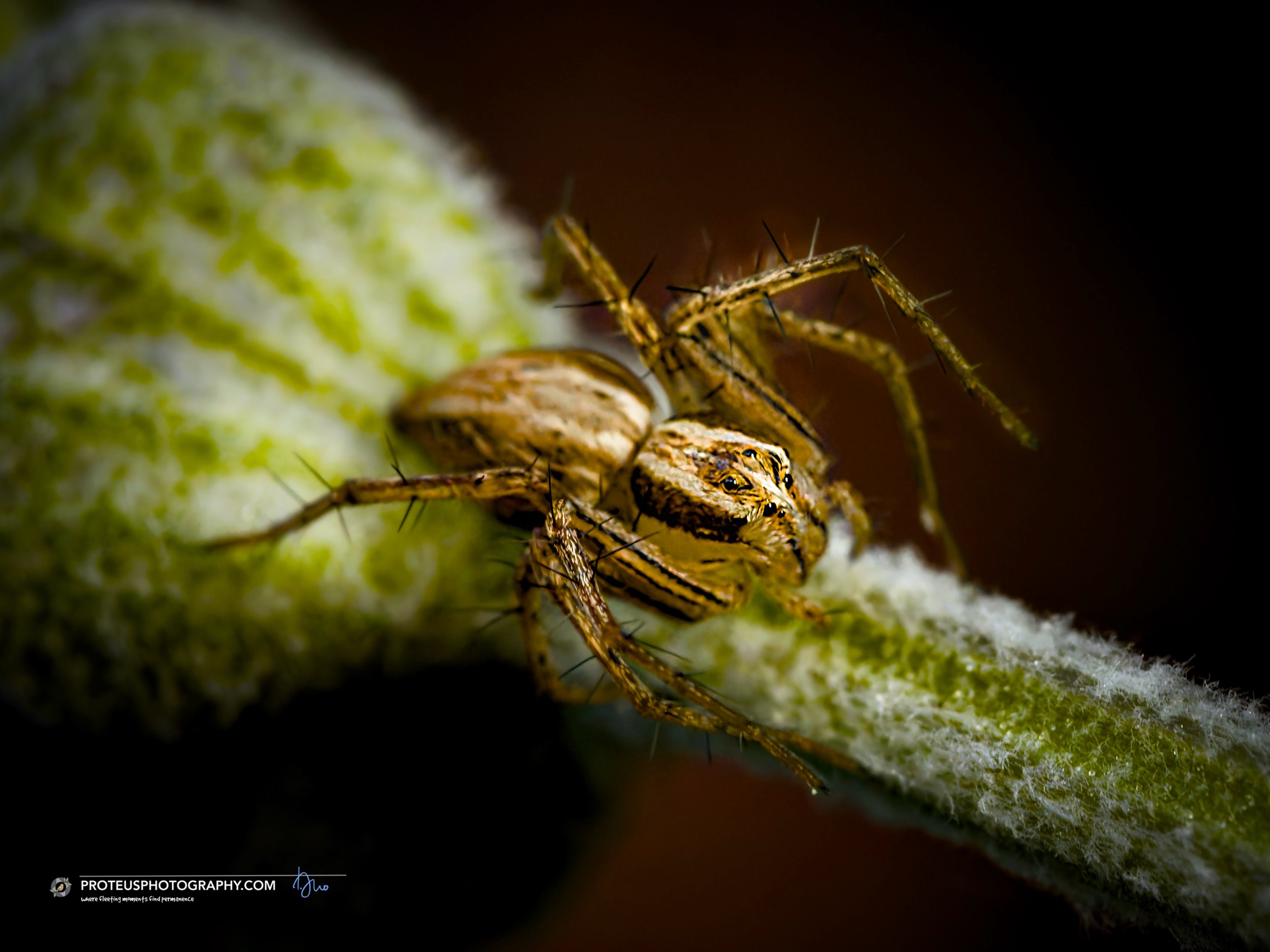 Lynx spider (Oxyopidae) waiting