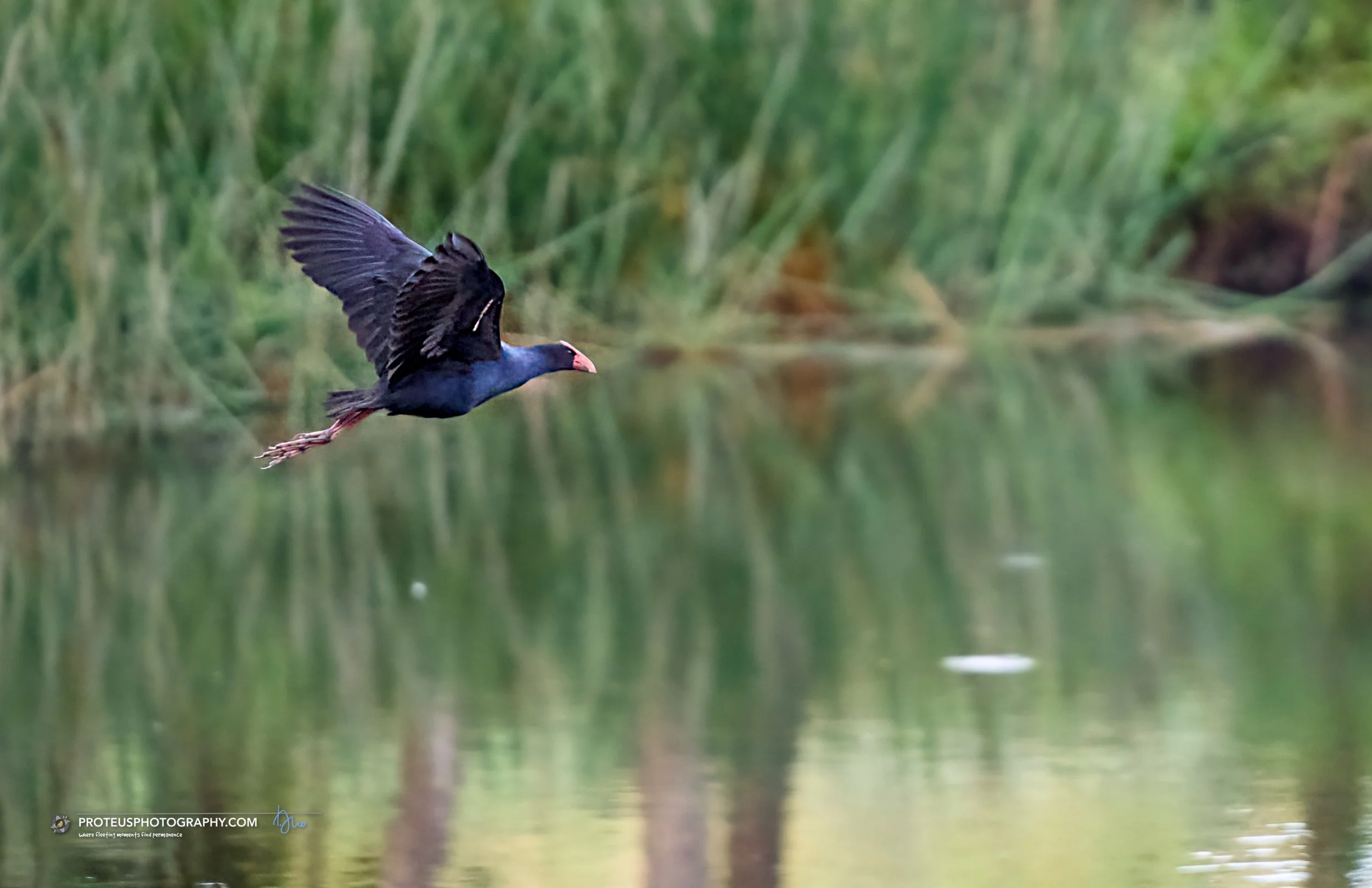 swamphen (porphyrio melanotus)