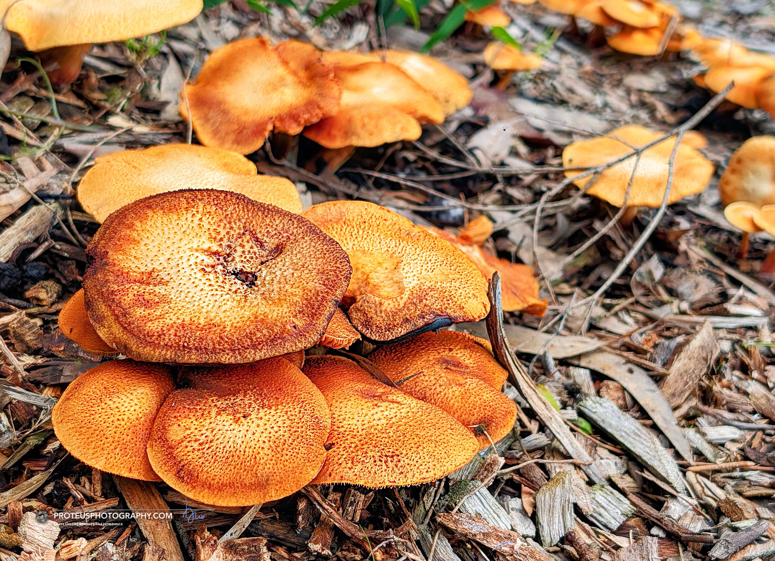 Spectacular Rustgill (Gymnopilus junonius) 