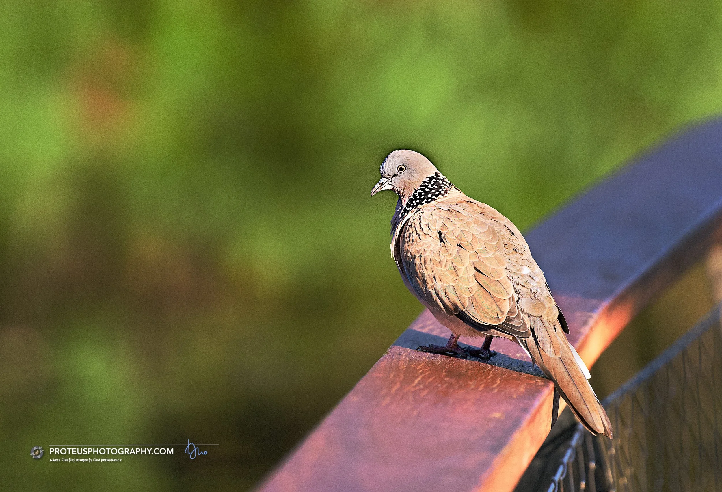 Spotted Dove (Spilopelia chinensis)