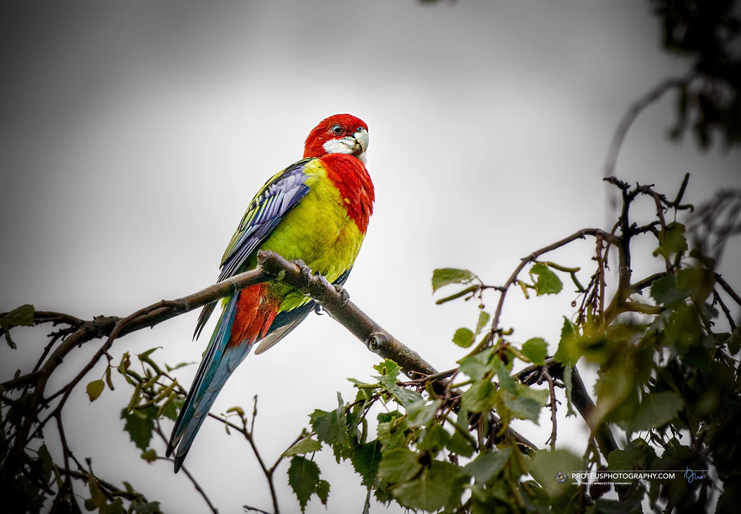 Eastern Rosella (Platycercus eximius),