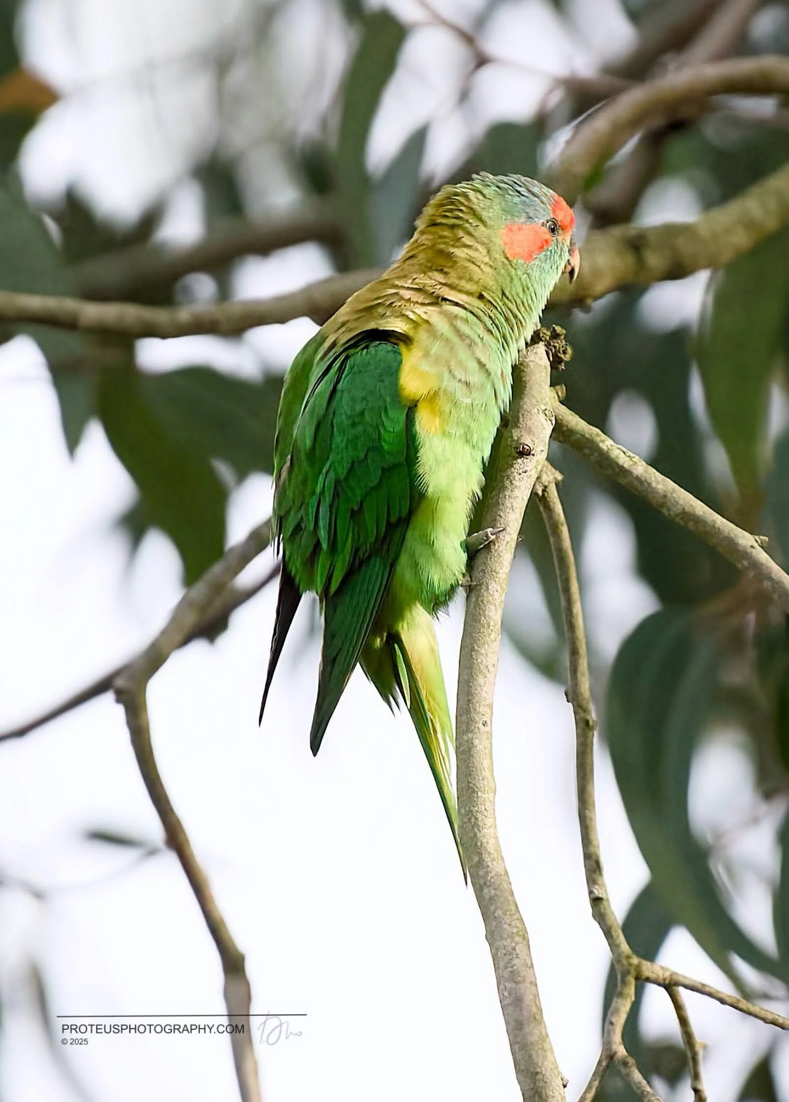 A brightly colored parrot perched on a tree branch, showing green, yellow, and orange feathers with a blue crown patch.