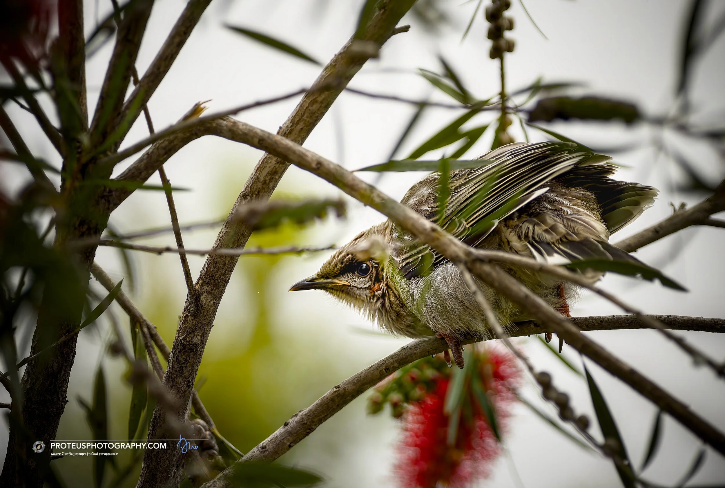 Red Wattlebird (Anthochaera carunculata) 