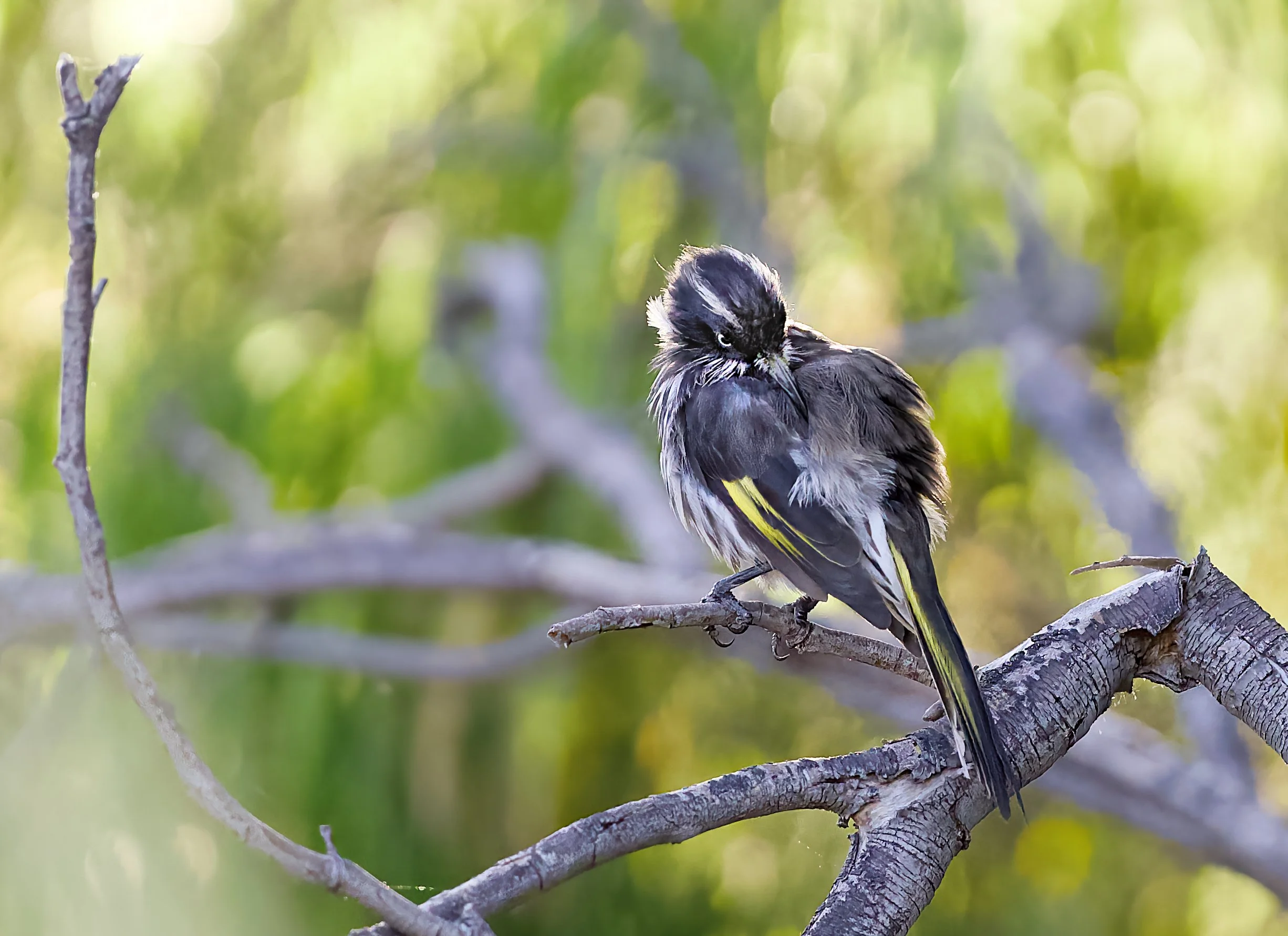 new holland honeyeater (ohylidonyris novaehollandiae)