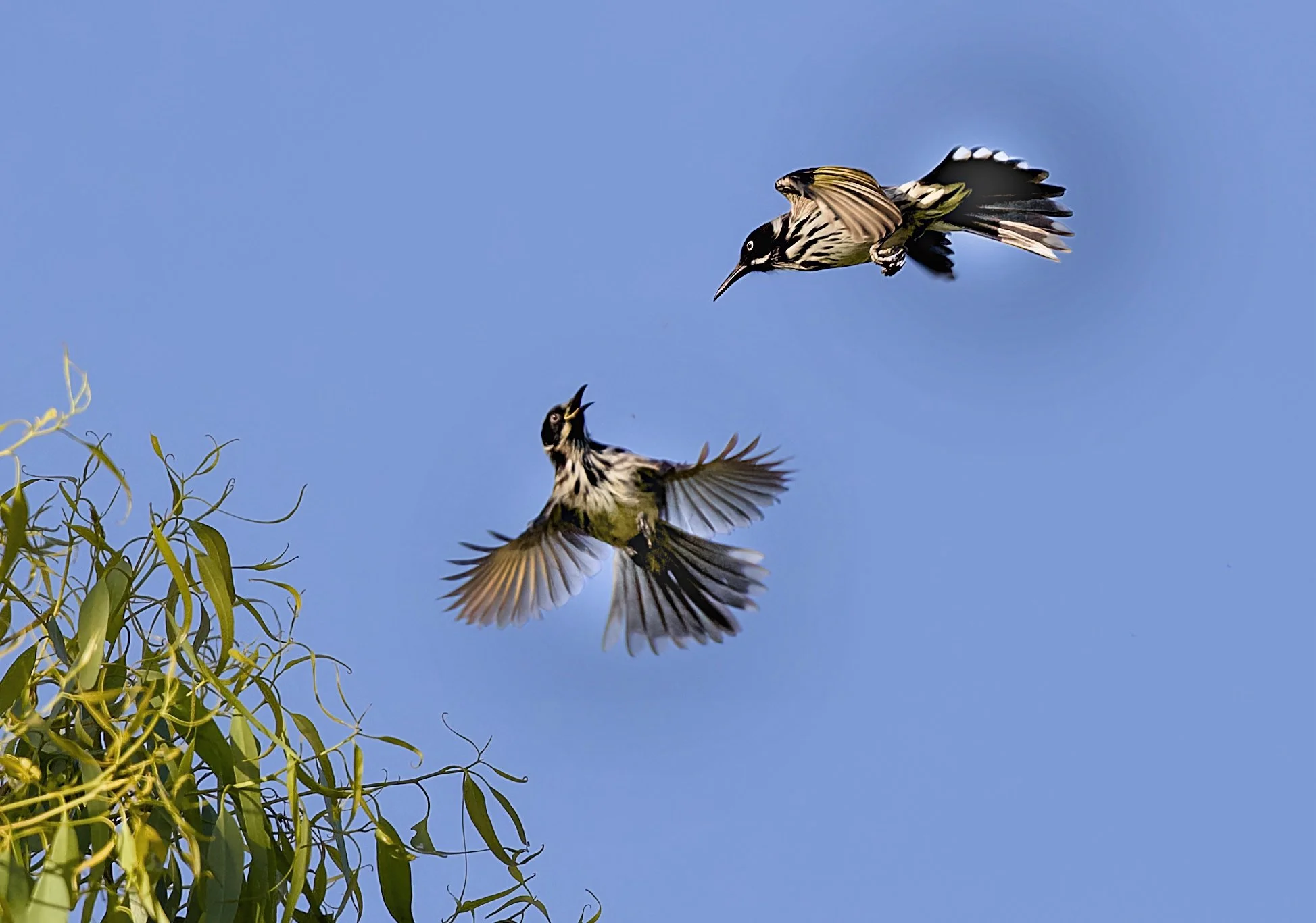 new holland honeyeater in flights
