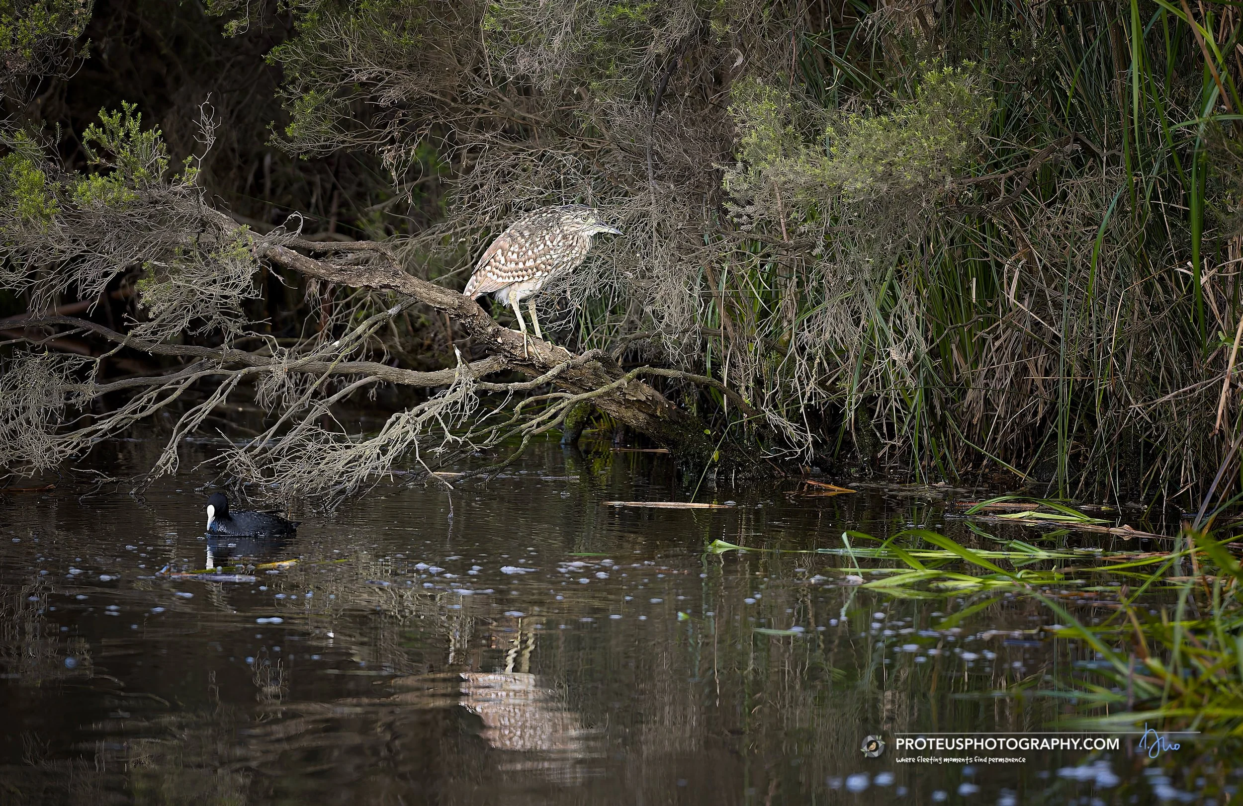  juvenile (immature) Nankeen Night-Heron (Nycticorax caledonicus), also known as the rufous night-heron