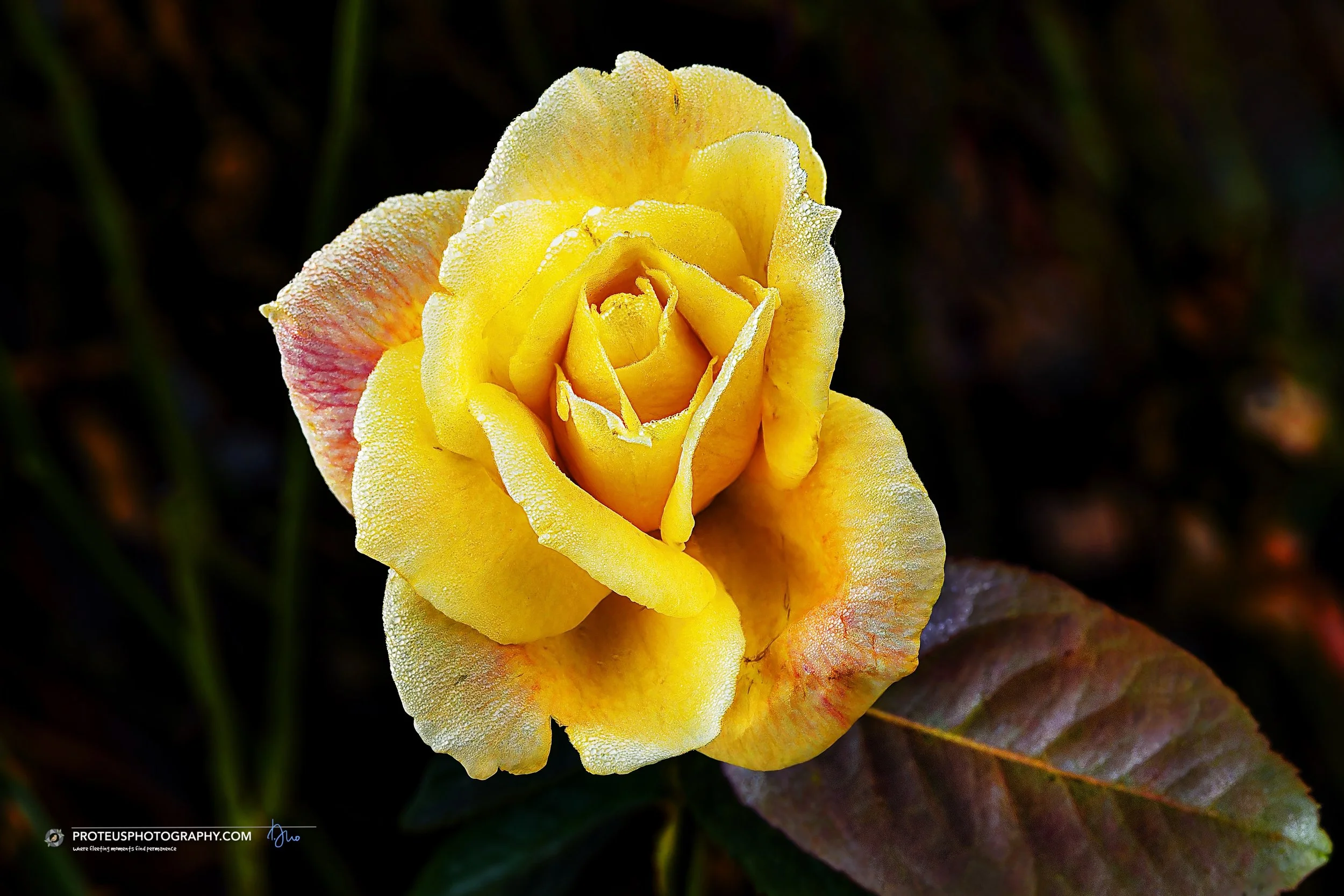 yellow, garden rose