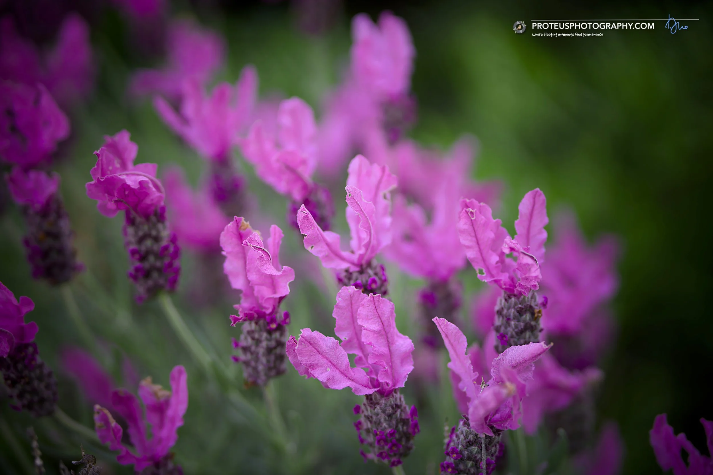 French lavendar (Lavandula pedunculata)