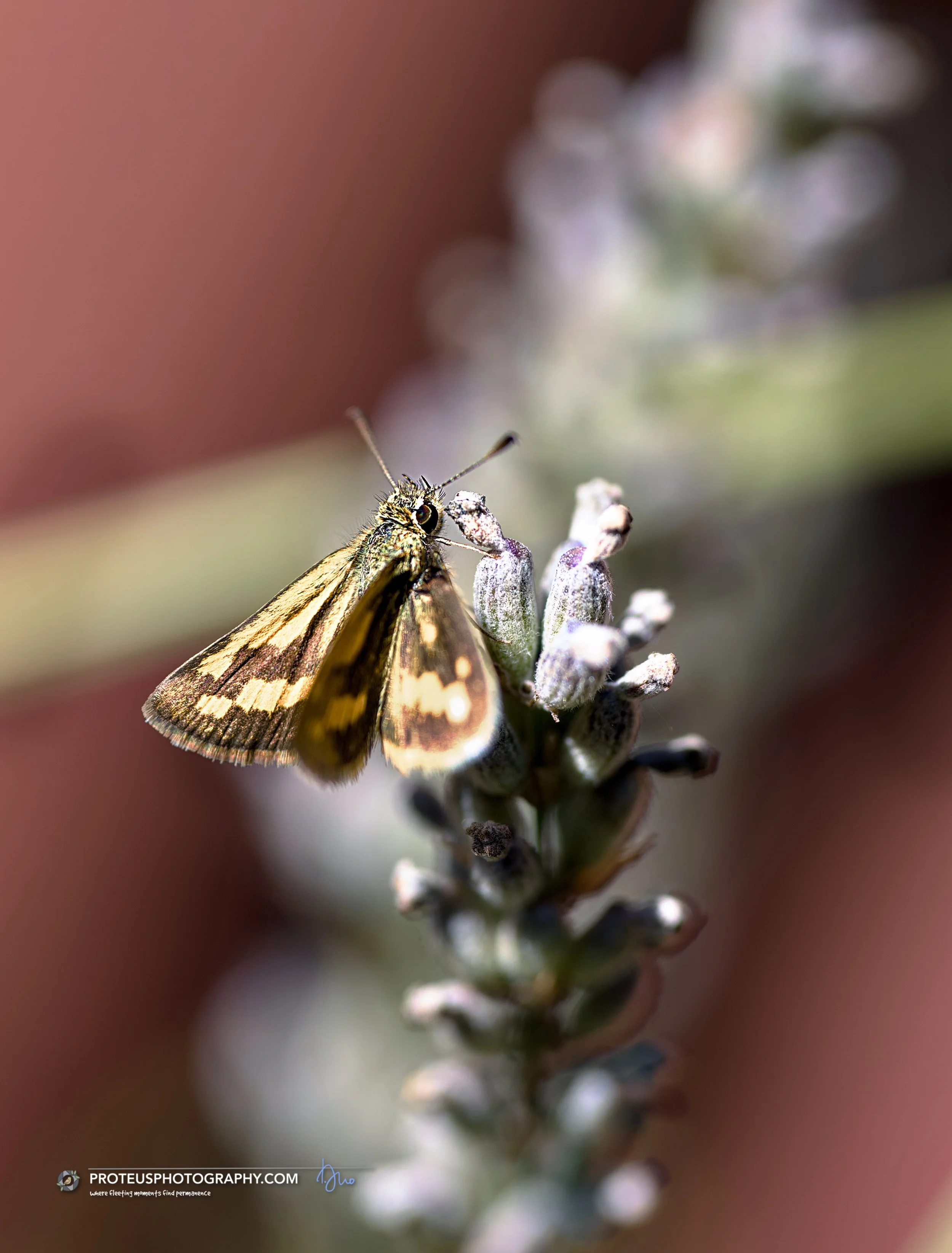dart butterfly (ocybadistes flavovittatus) 