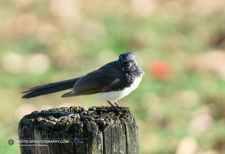 Willie wagtail (Rhipidura leucophrys). 