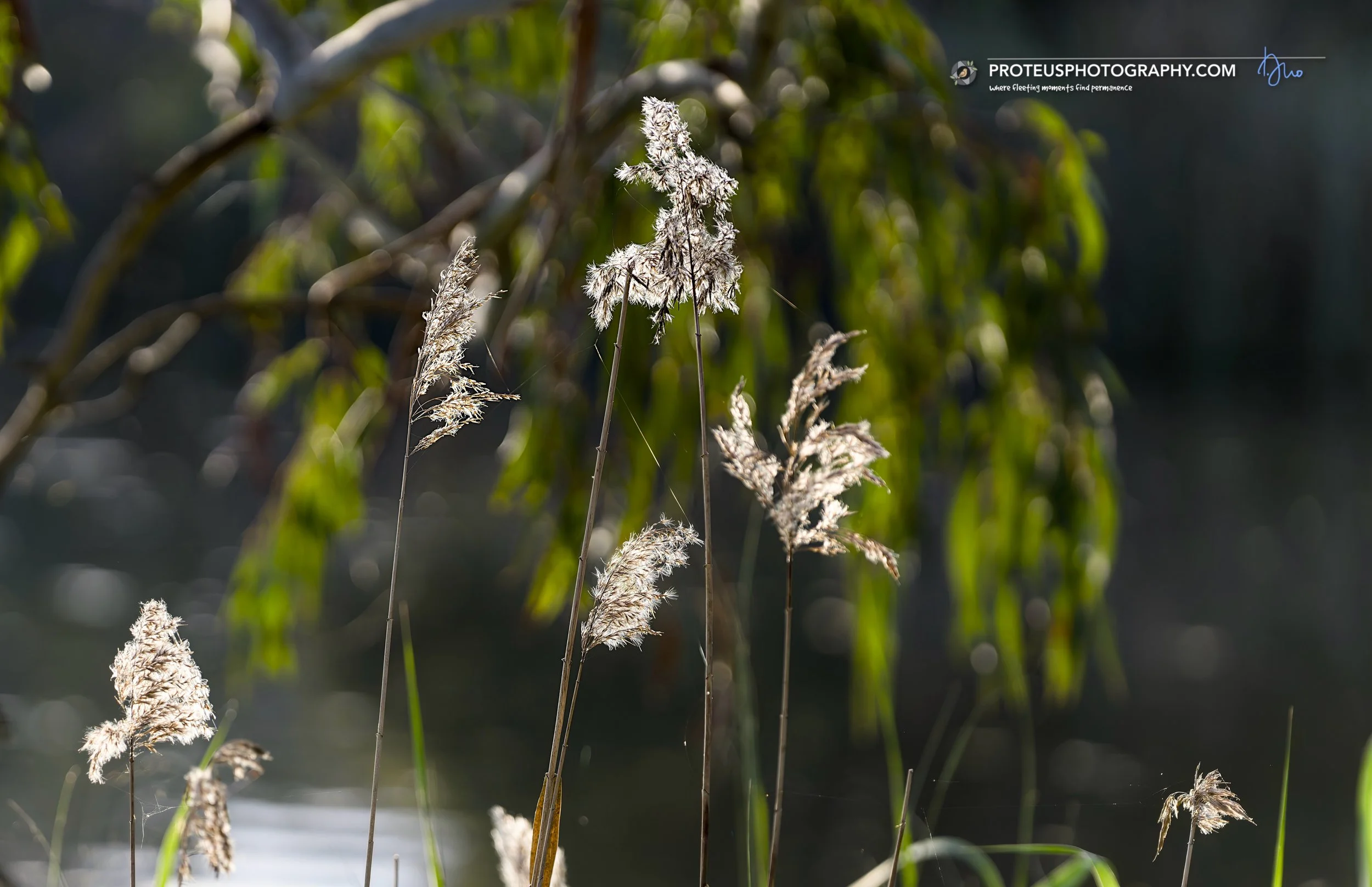 Common Reed (Phragmites australis) with its highly recognisable feathery, plume-like seed heads (panicles). They typically open as a dense purplish-brown cluster and mature into a fluffy, silvery-white or greyish-tan appearance.
