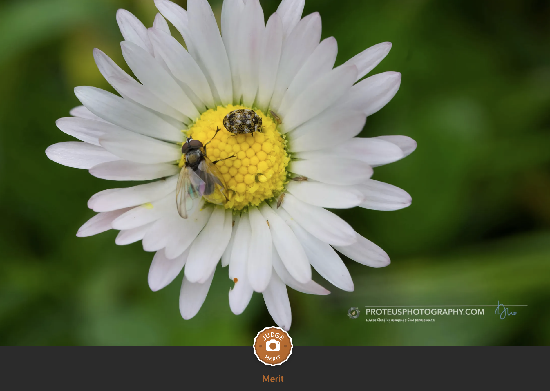 insects on flower