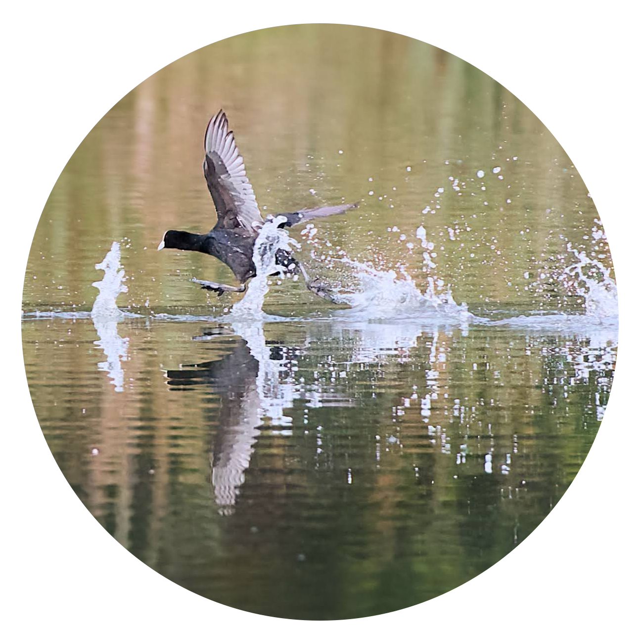 A bird taking off from a body of water, creating splashes and ripples with its wings and feet.