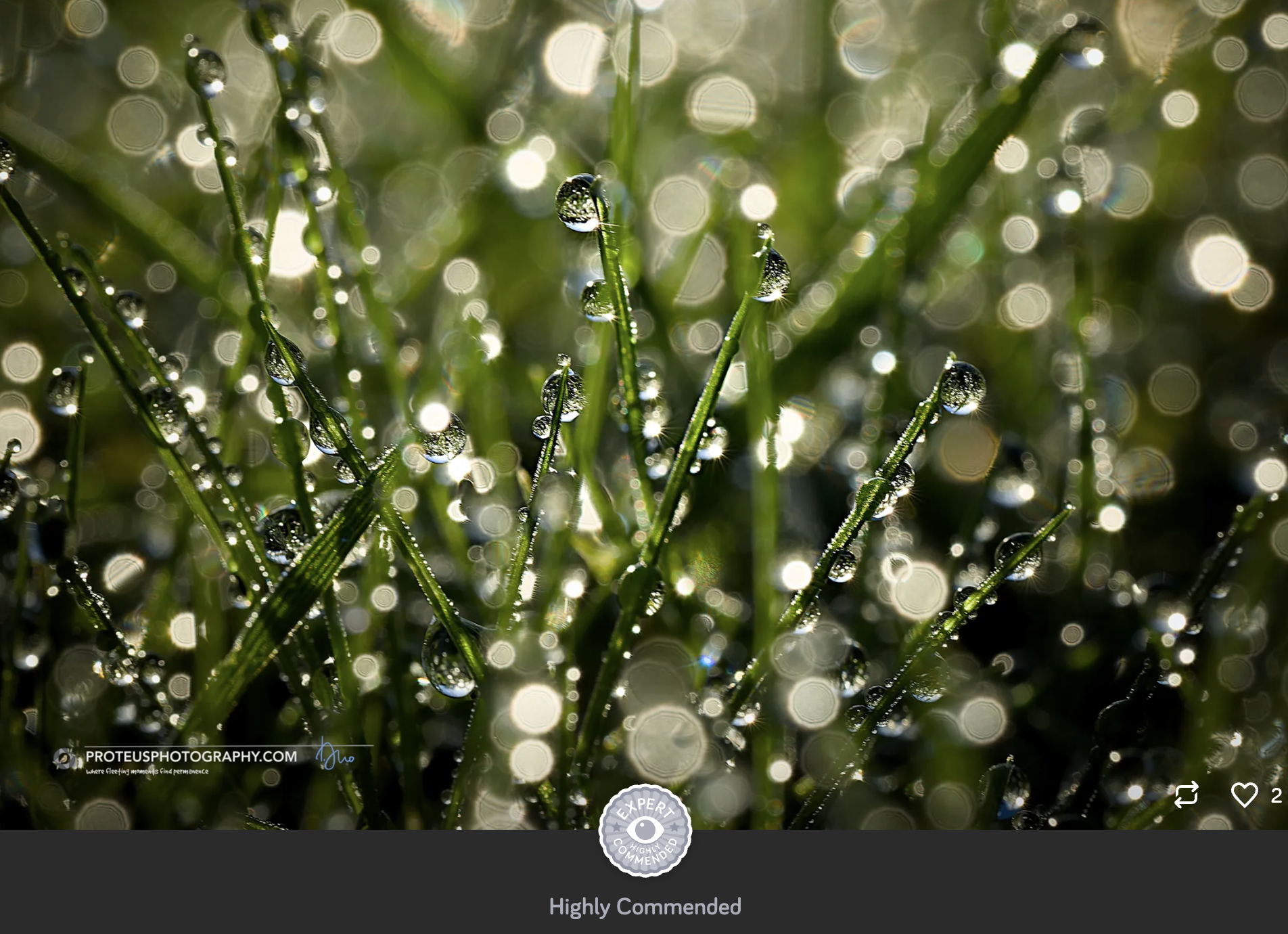 grass with dew