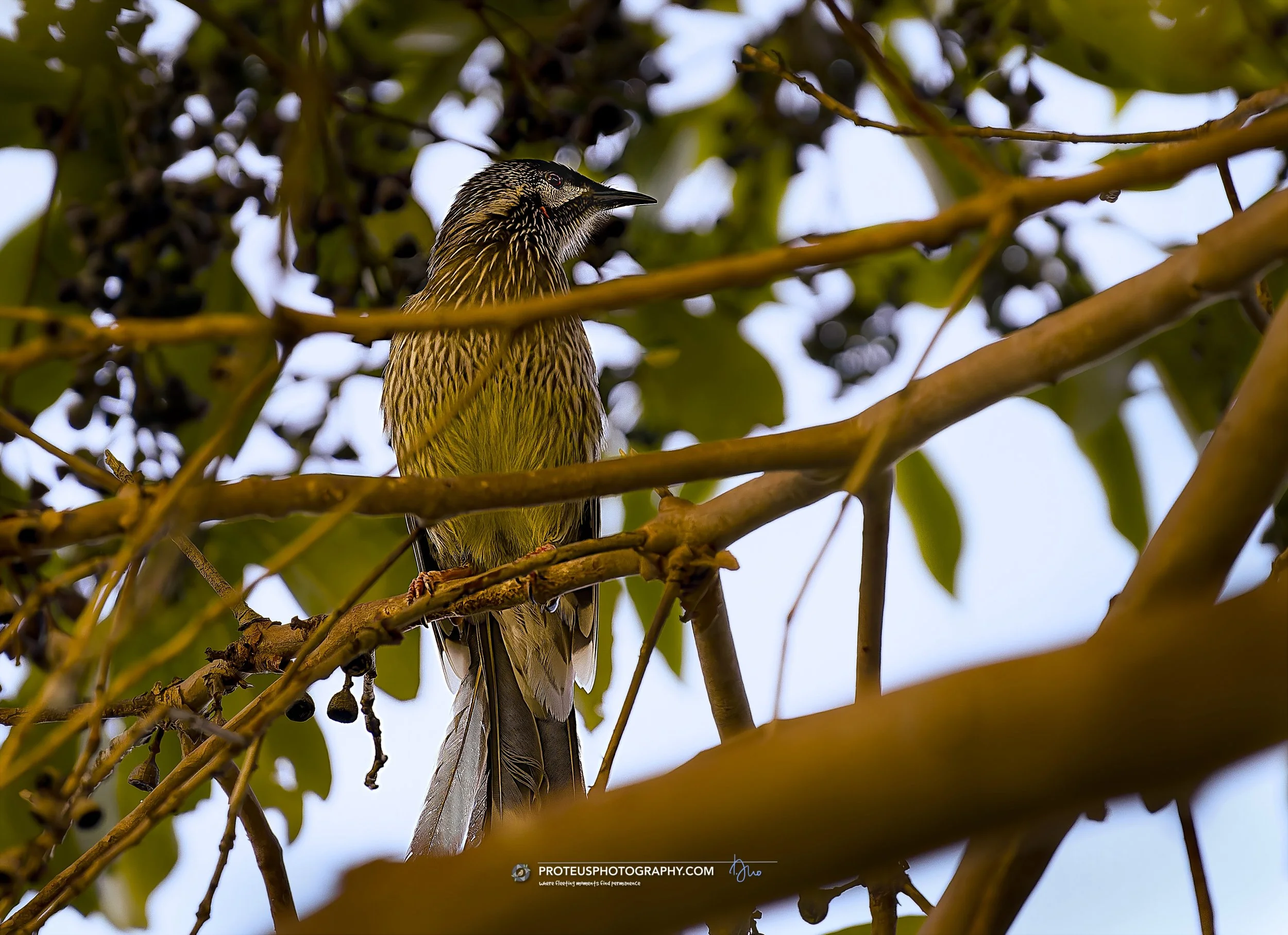  Red Wattlebird (Anthochaera carunculata),