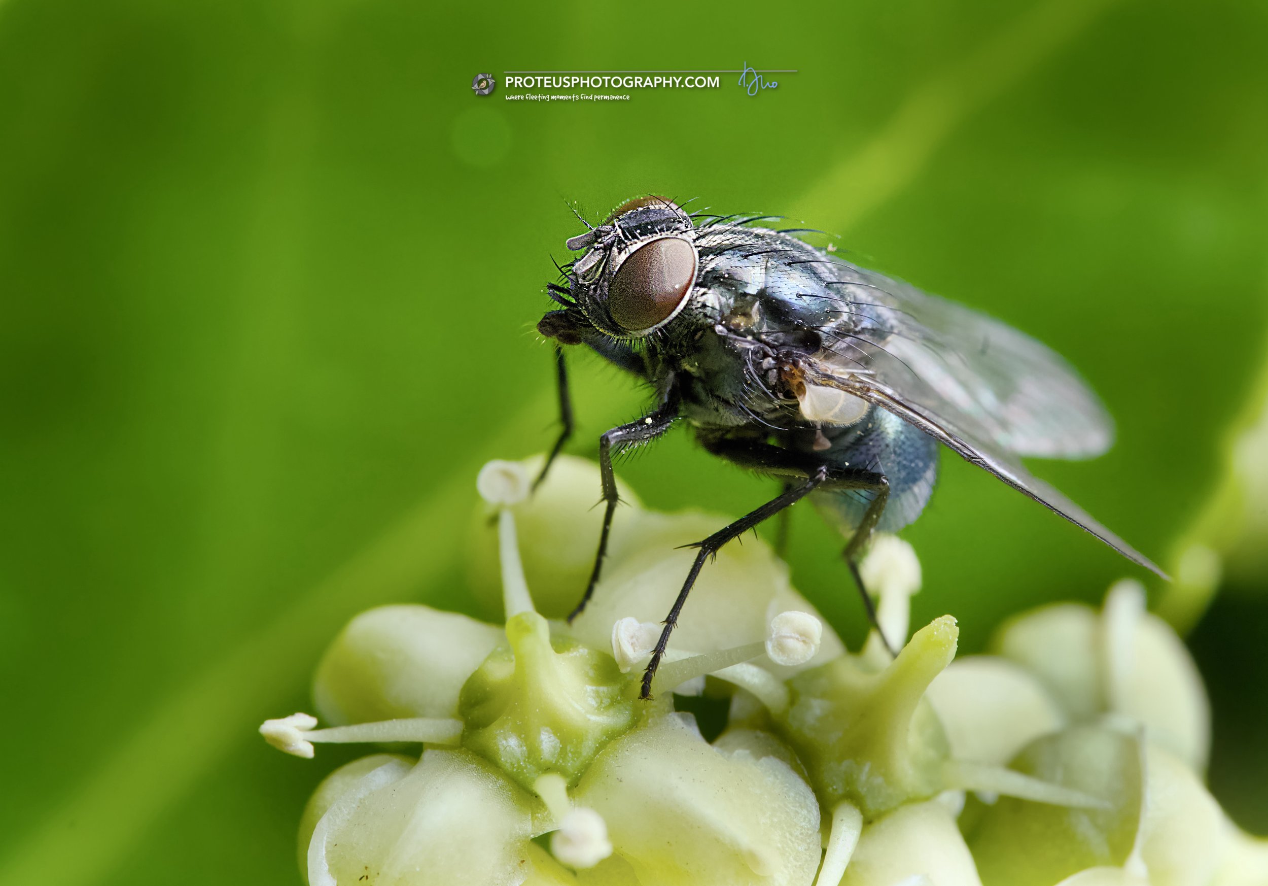 bluebottle fly (calliphora vicina)
