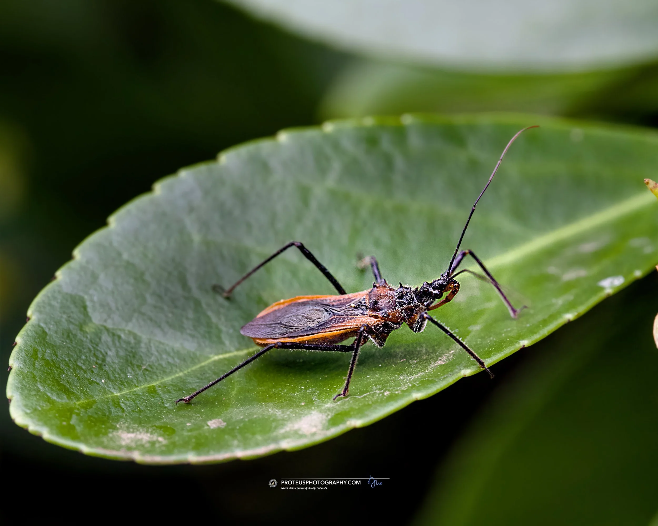 orange assassin bug (gminatus australis). 