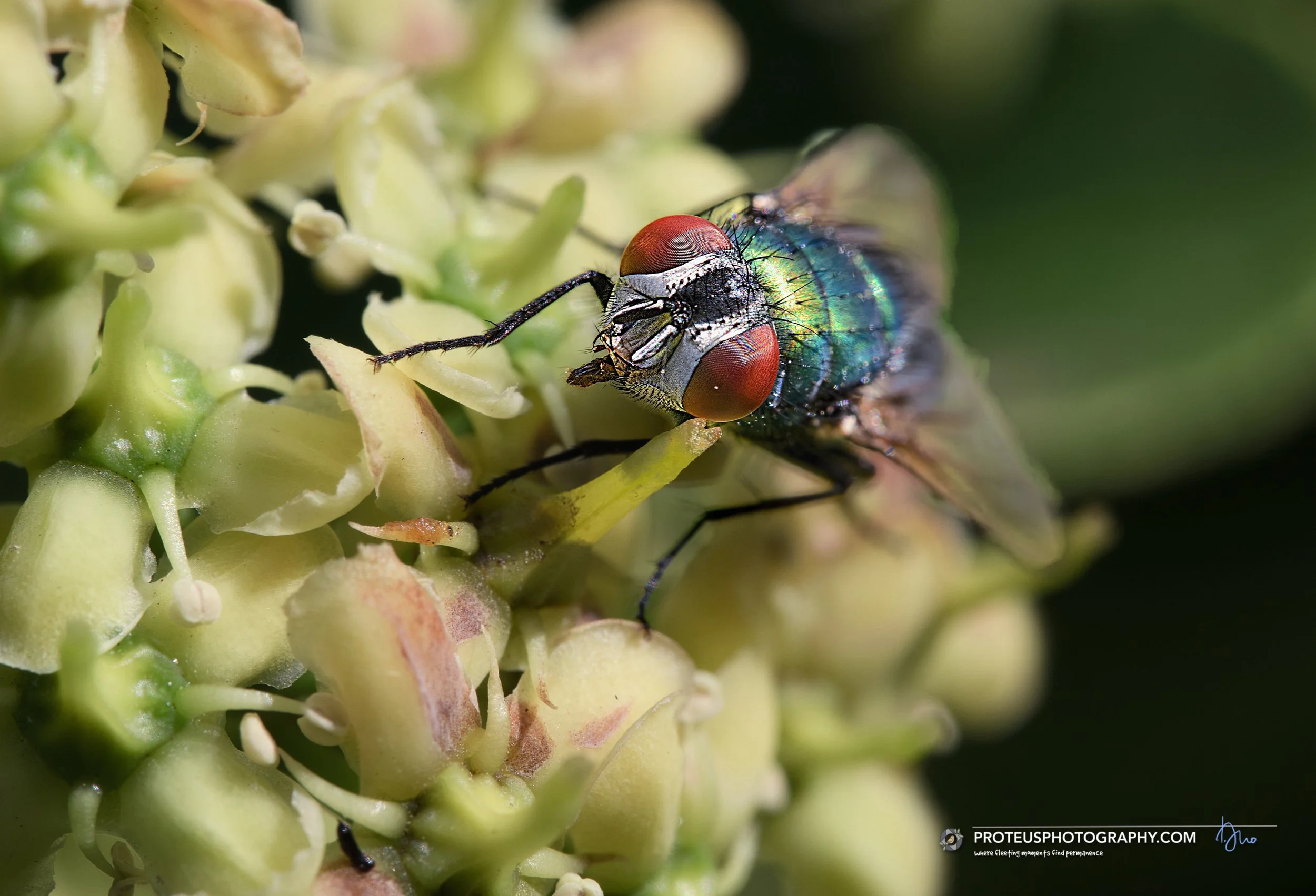 green bottle fly (lucilia sericata)