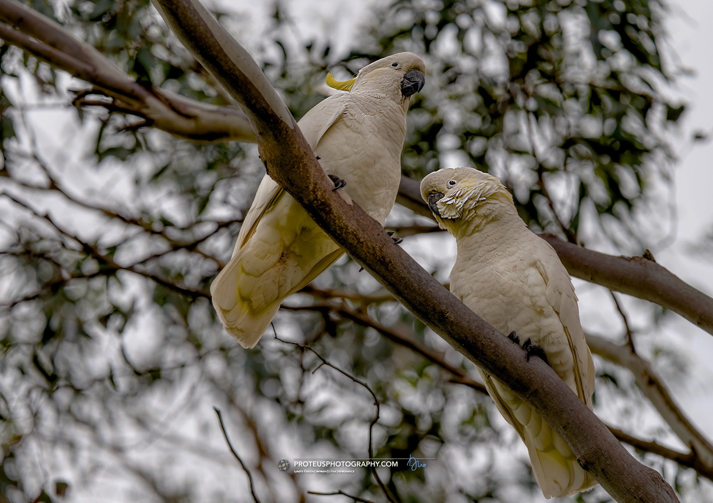 sulphur-crested cockatoo (cacatua galerita)