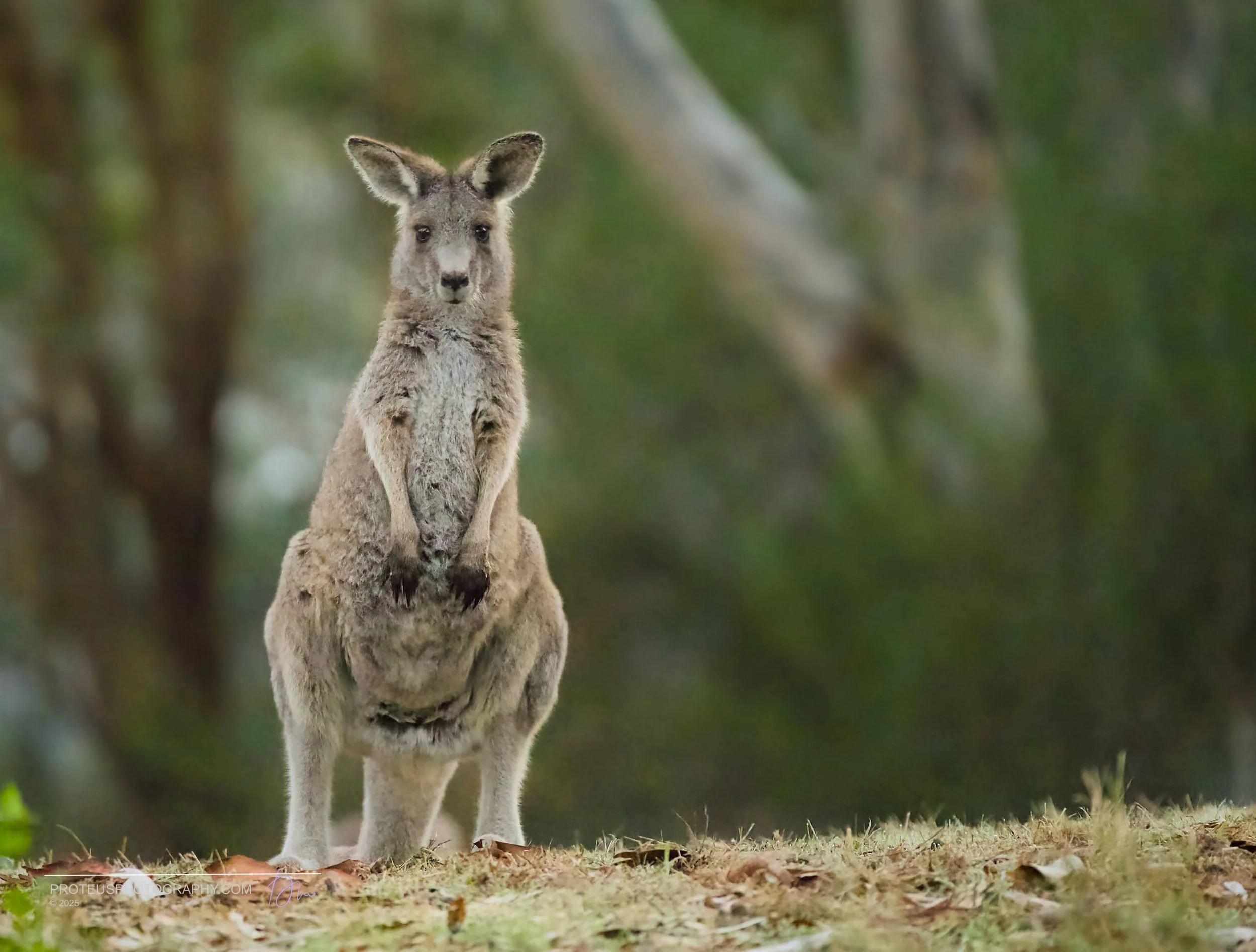 A kangaroo standing on its hind legs outdoors on a grassy patch with blurred trees in the background.