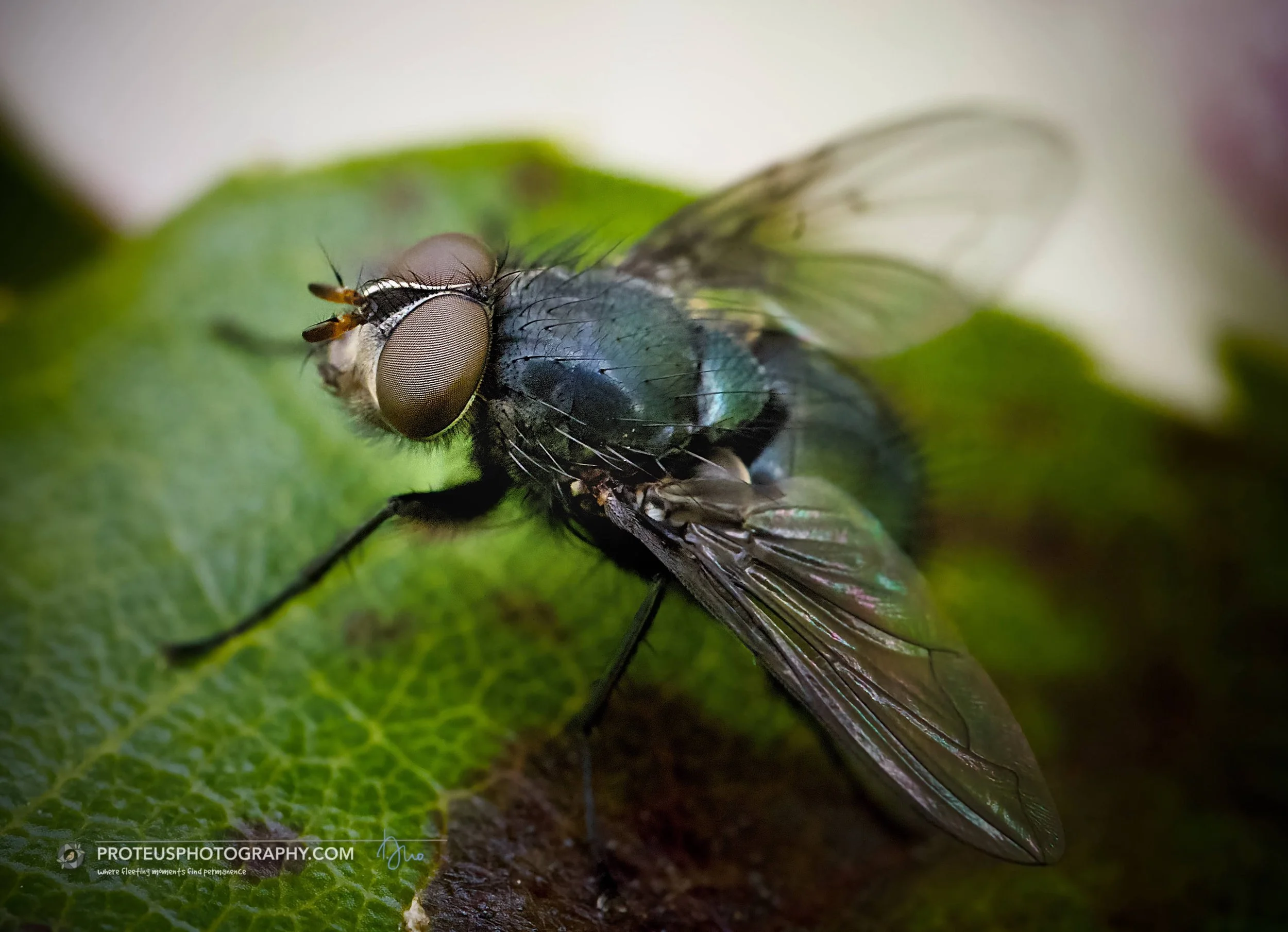 shiny blue bottle fly, (cynomya cadaverina)