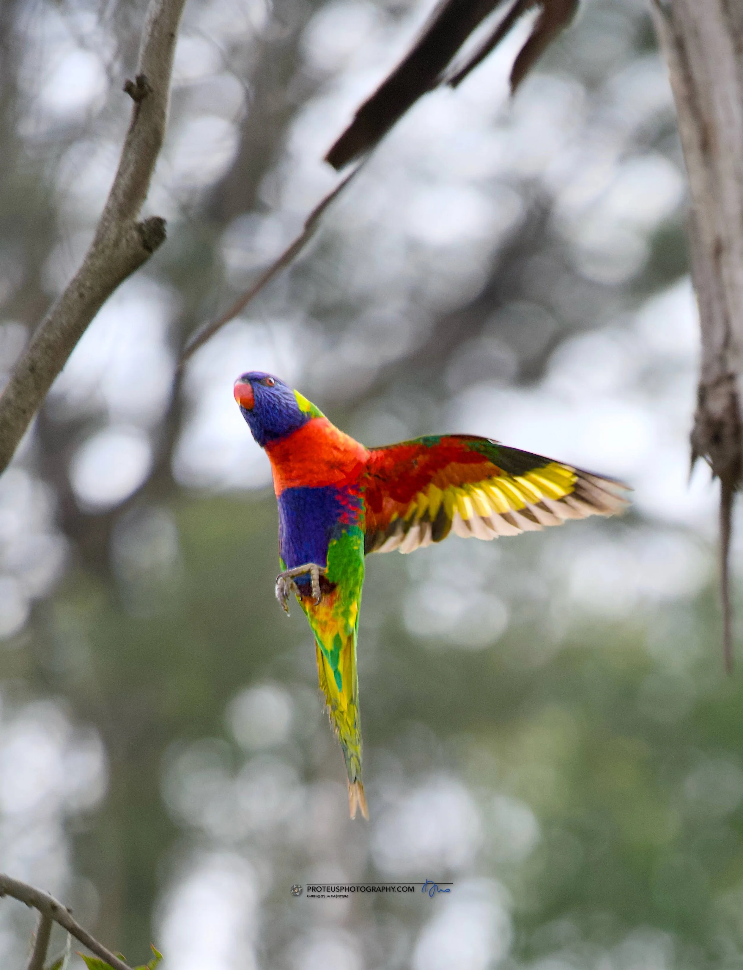 look Ma, see how high I can jump! - rainbow lorikeet (trichoglossus moluccanus) 